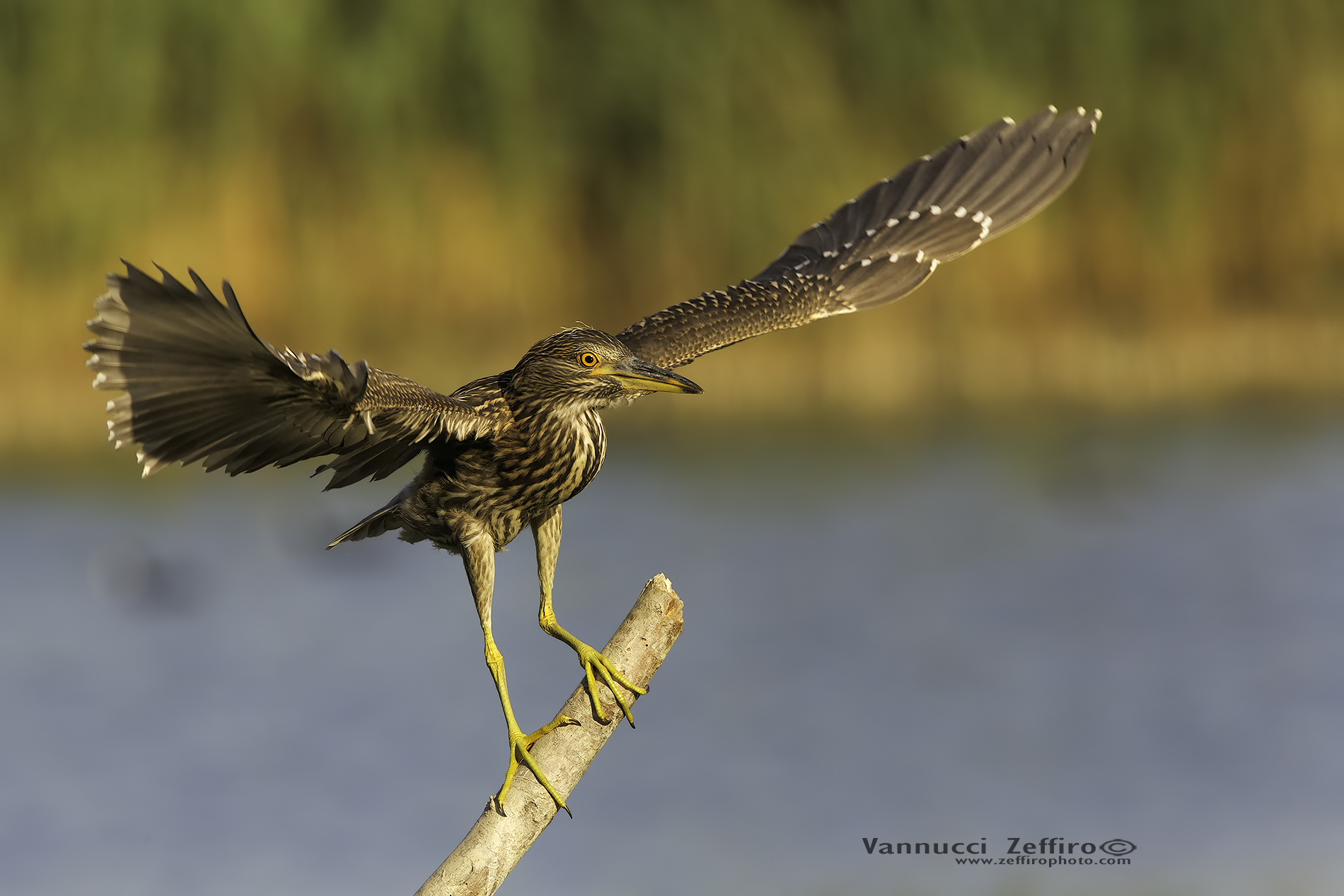 young night heron