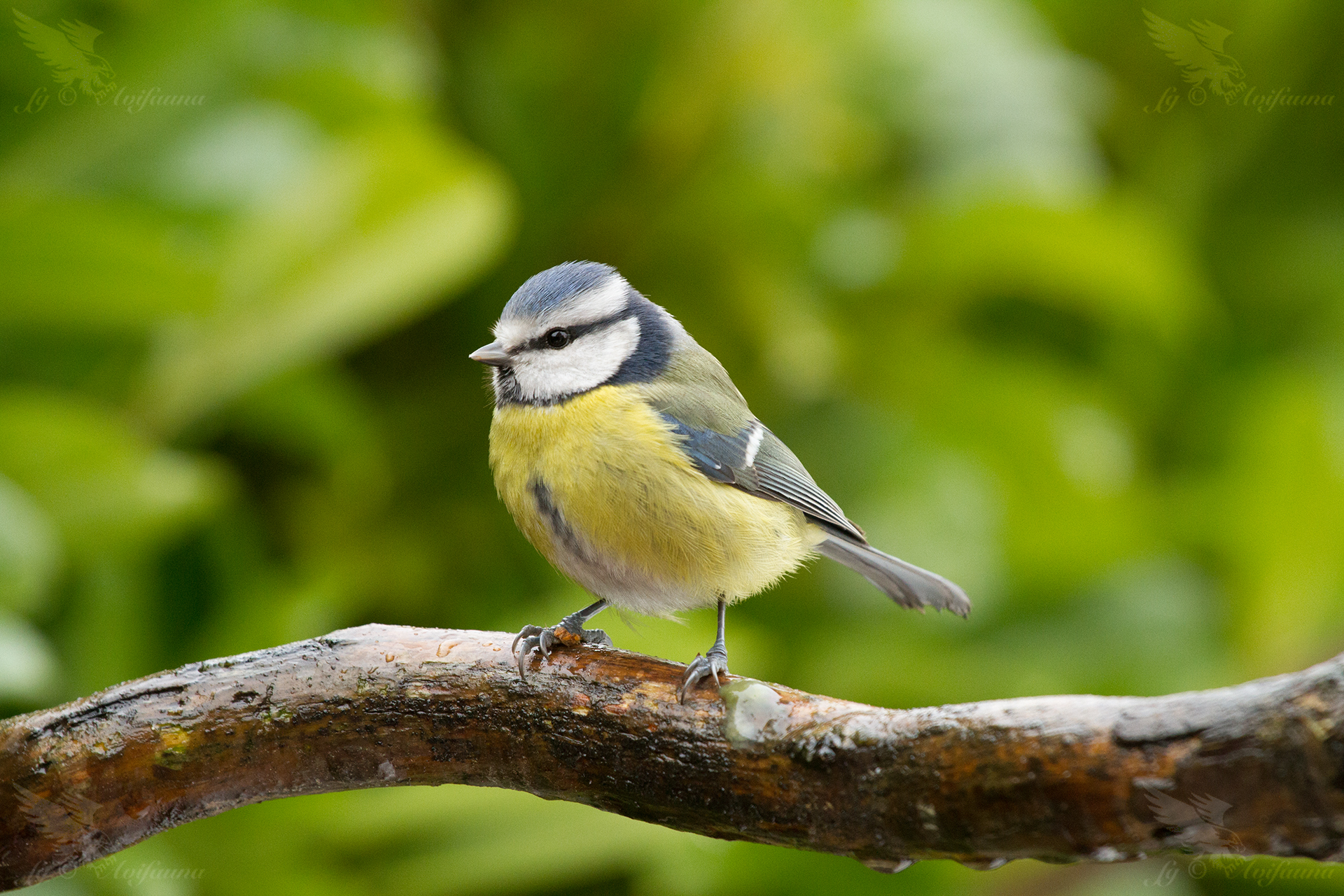 The saga without PP; o)