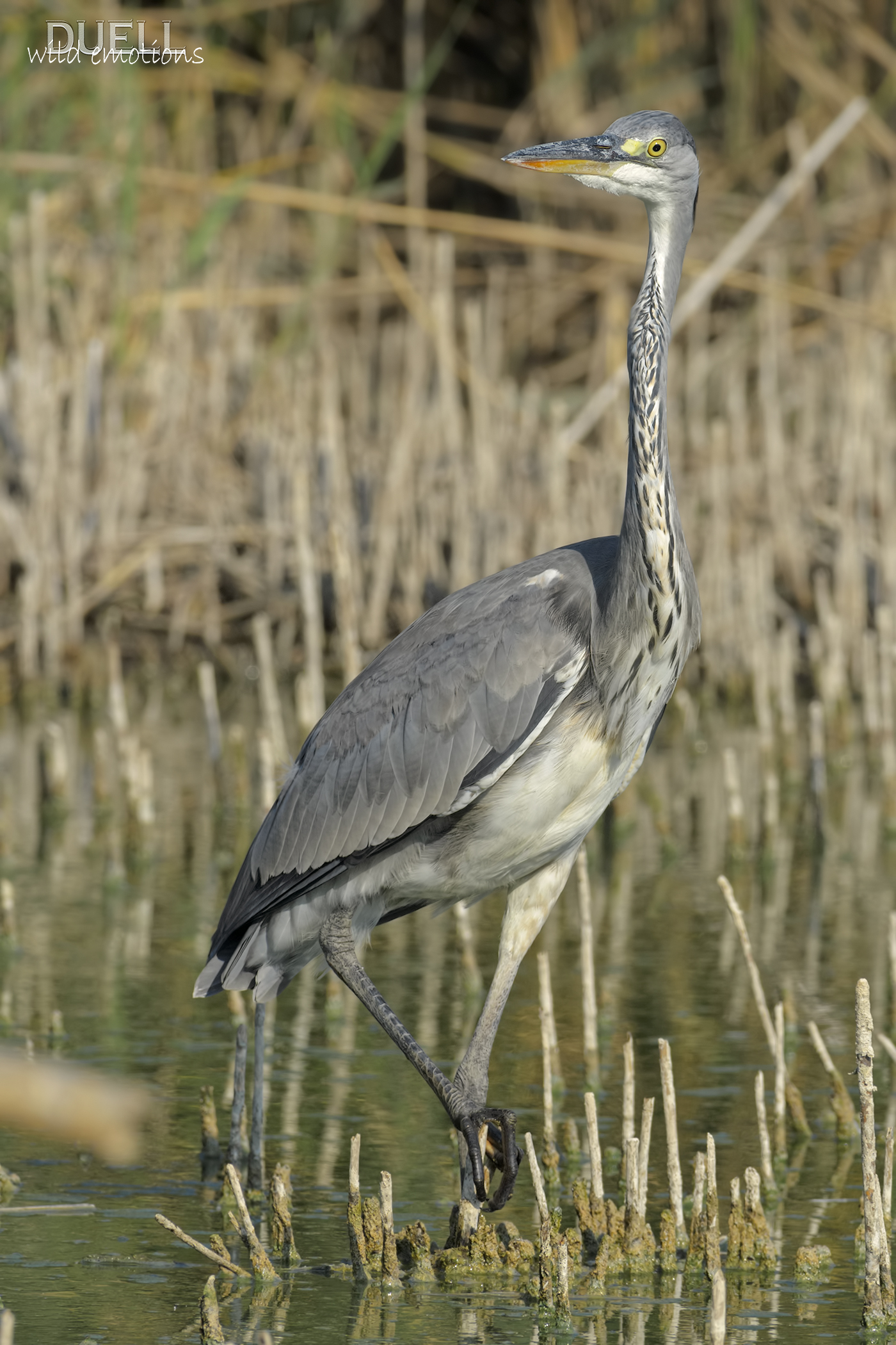 Heron Livorno