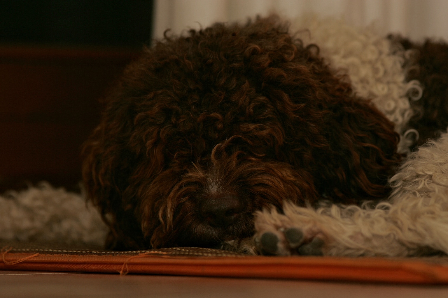 Otto 2
