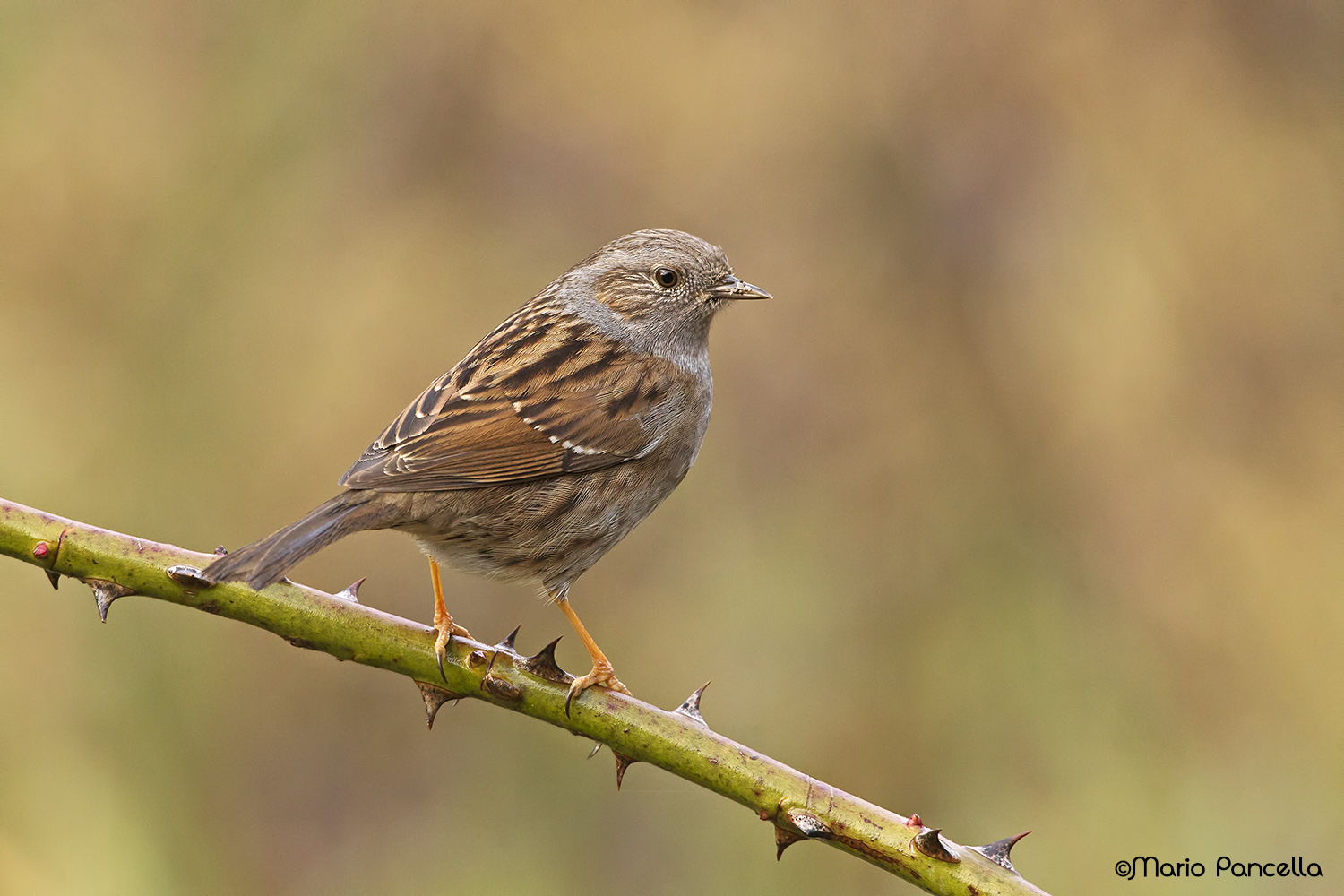The Dunnock