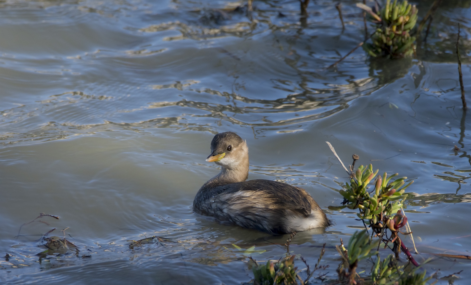 Grebe Minor
