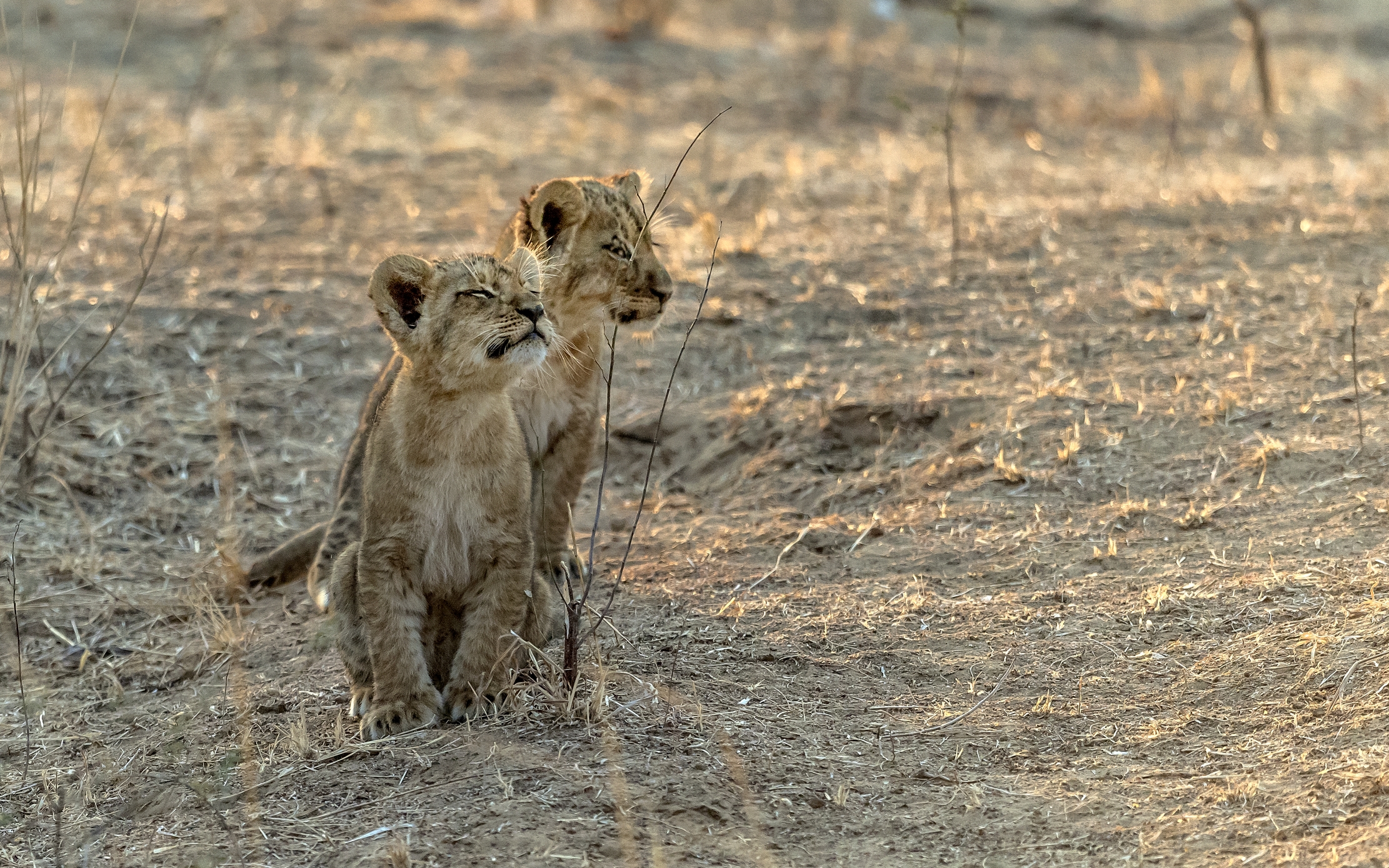 Zambia 2015 - Che aria profumata...