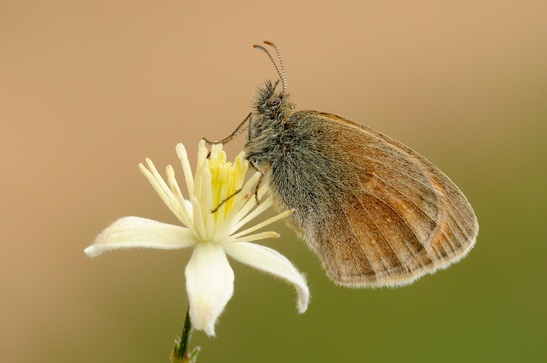 Coenonimpha panphilus