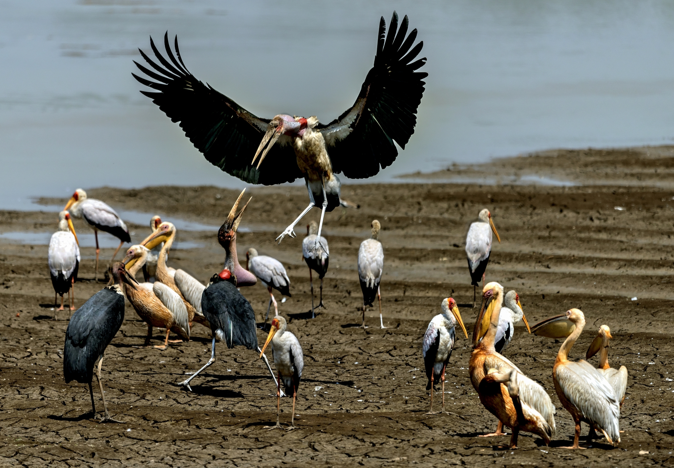 Zambia 2015 - Sul Luangwa