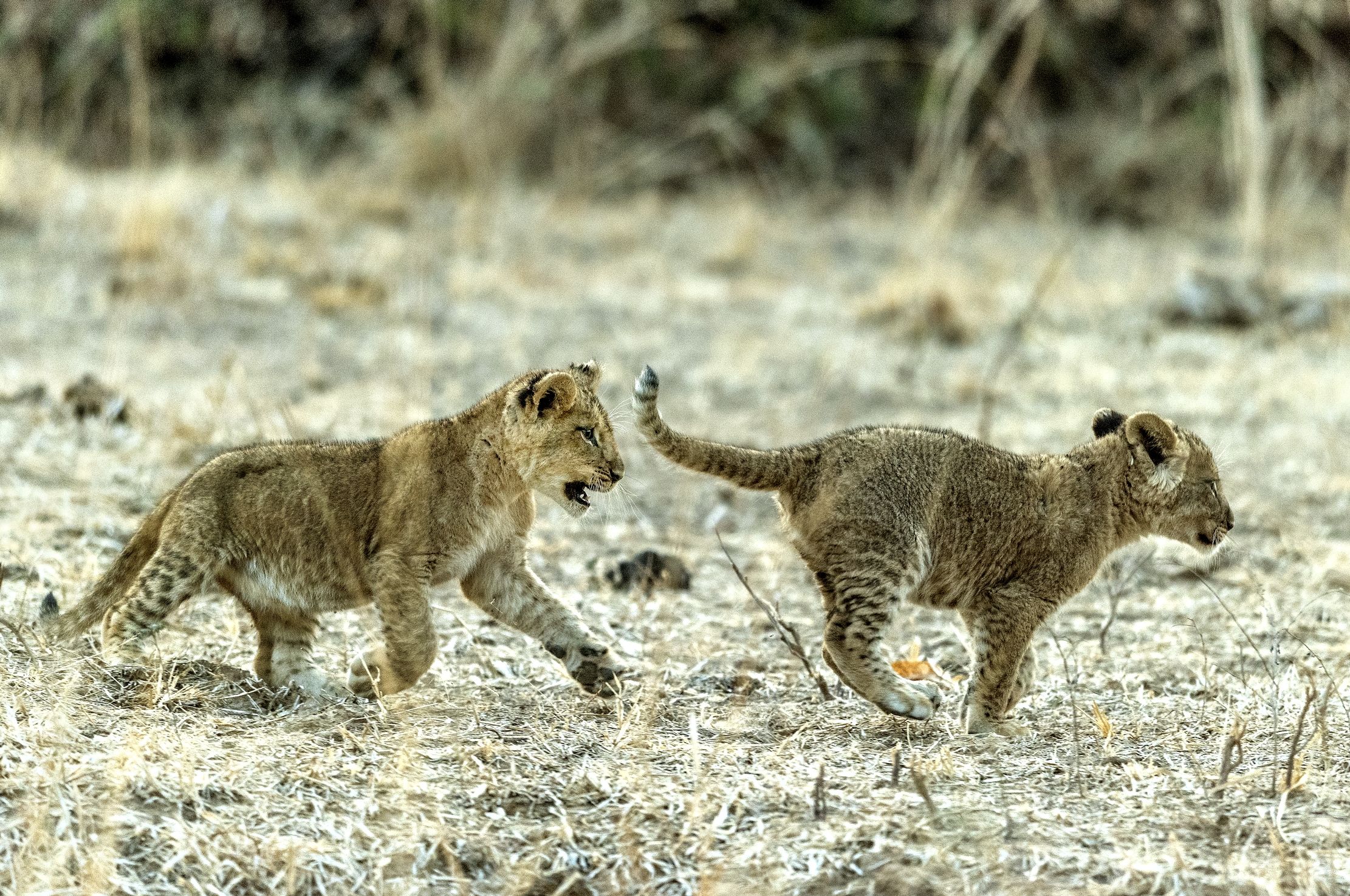 Zambia 2015 - Ti prendo