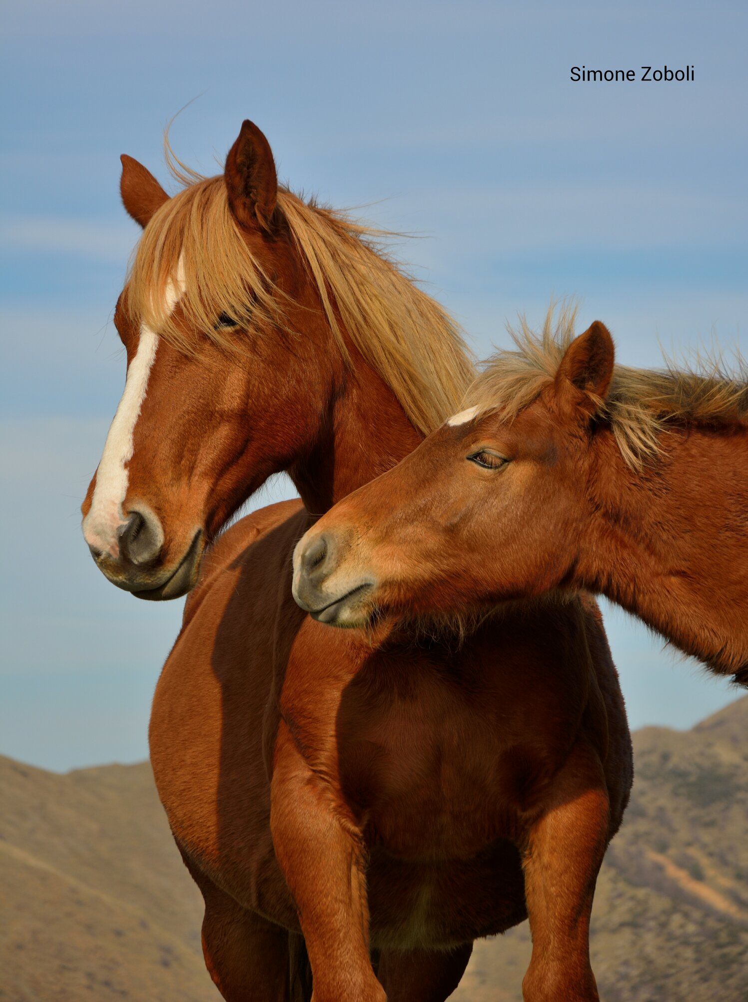 The purity of creatures ....