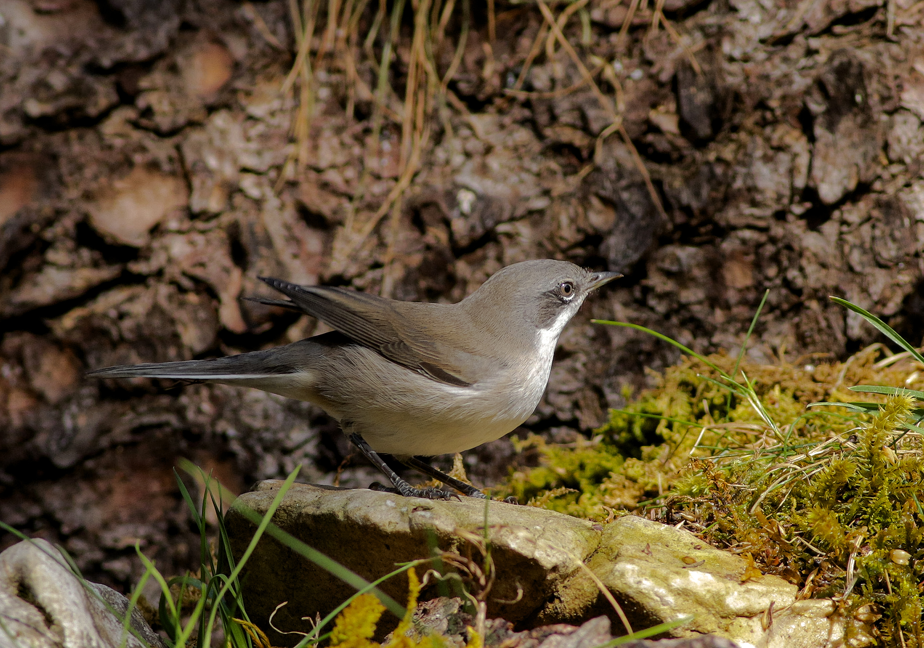 Whitethroat