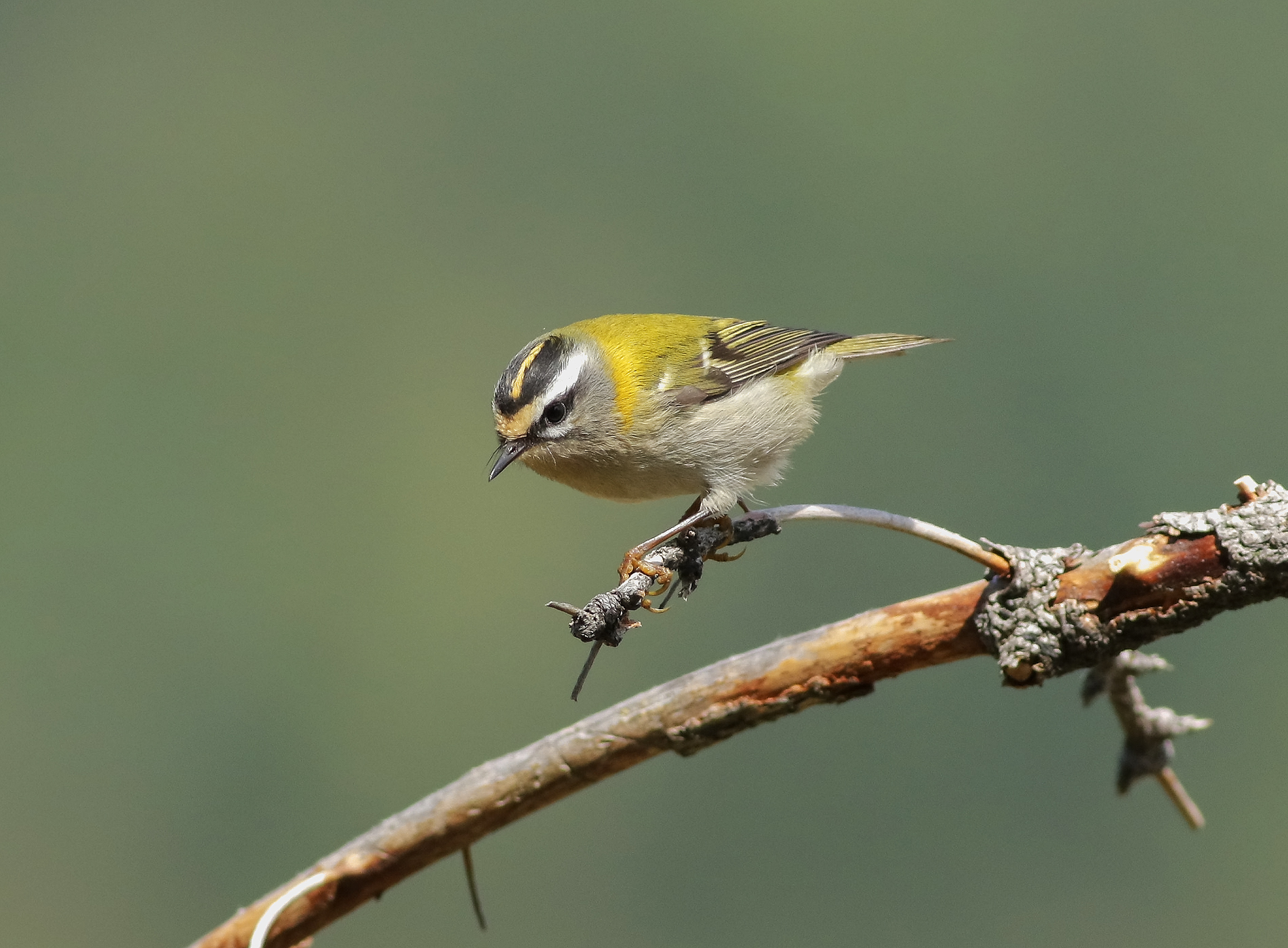 Firecrest