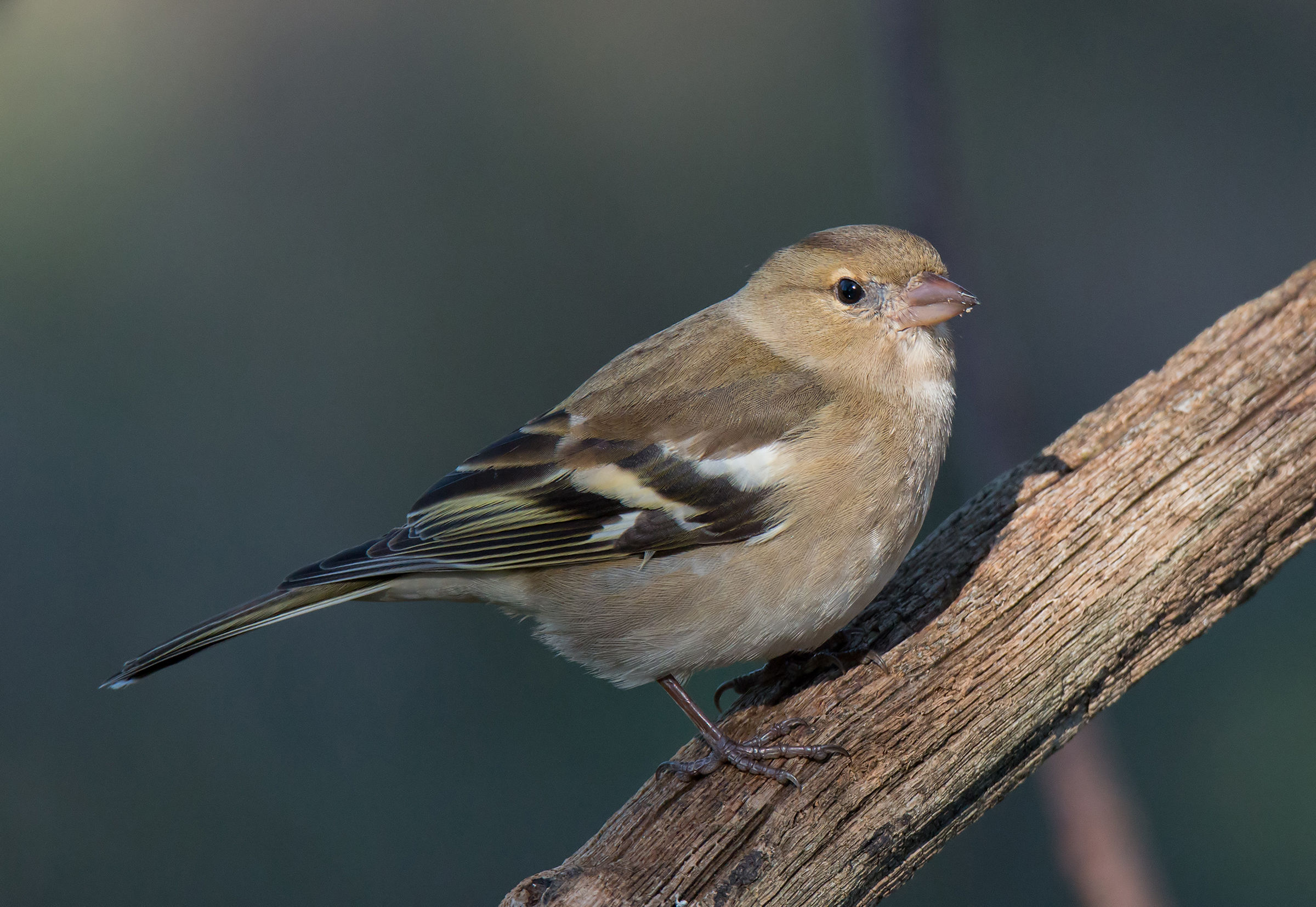 Female Chaffinch