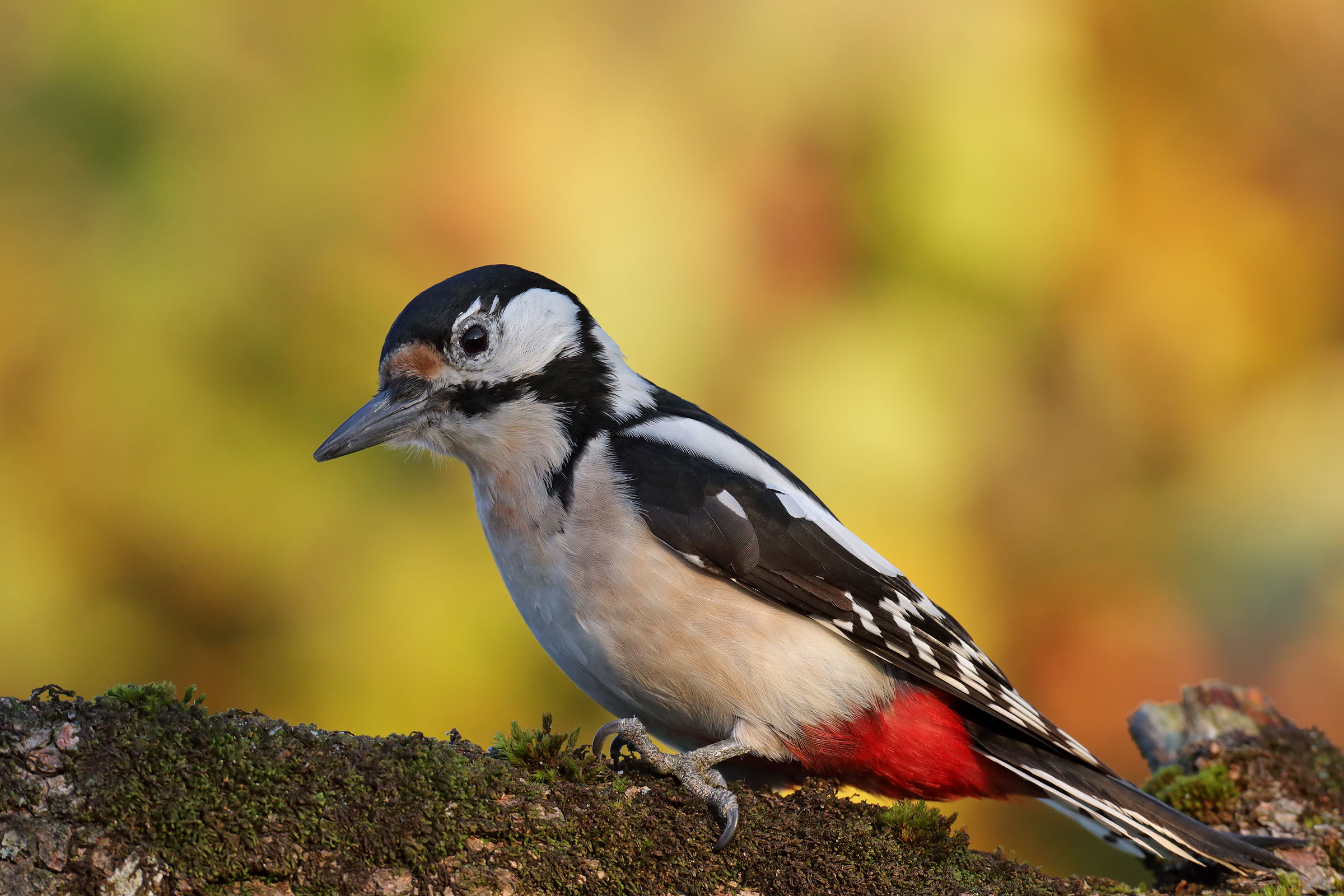 Female Woodpecker