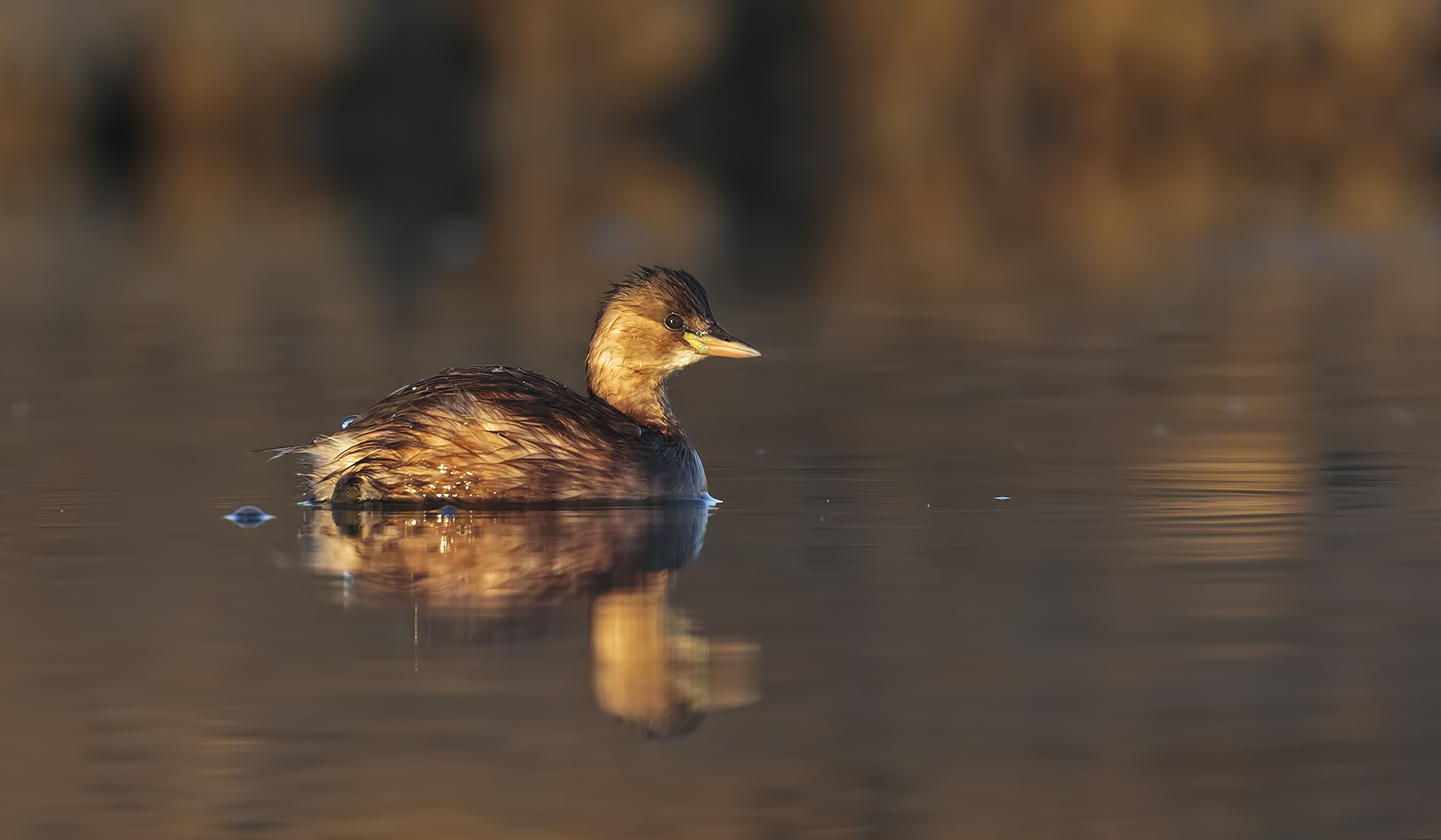 Little Grebe