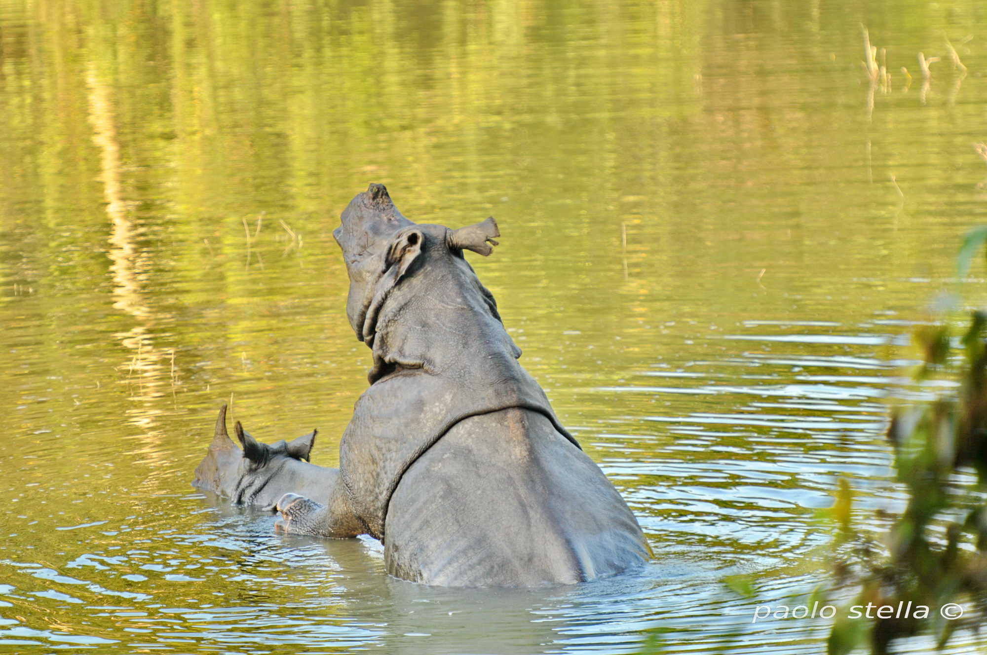 Indian rhinoceros in the river, Chitwan National Park