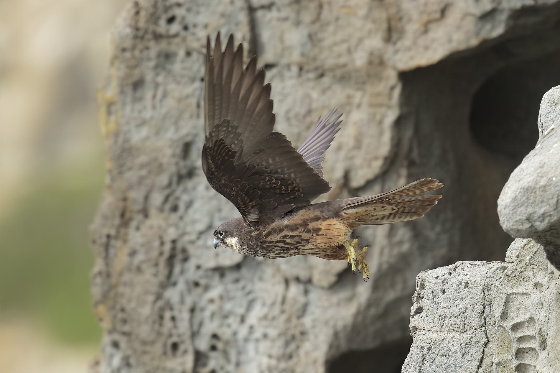Eleonora's falcon in flight