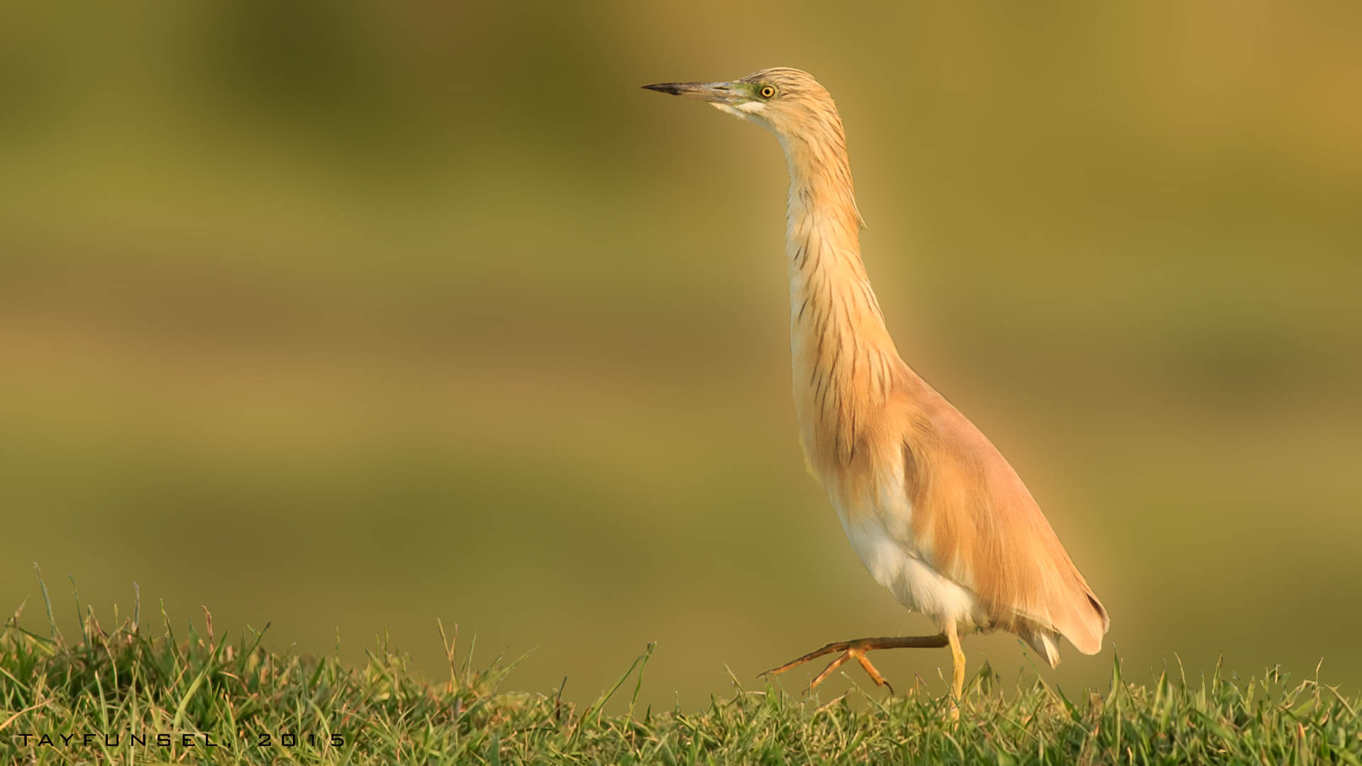 Alaca bal?kç?l,Squacco Heron,Ardeola ralloides