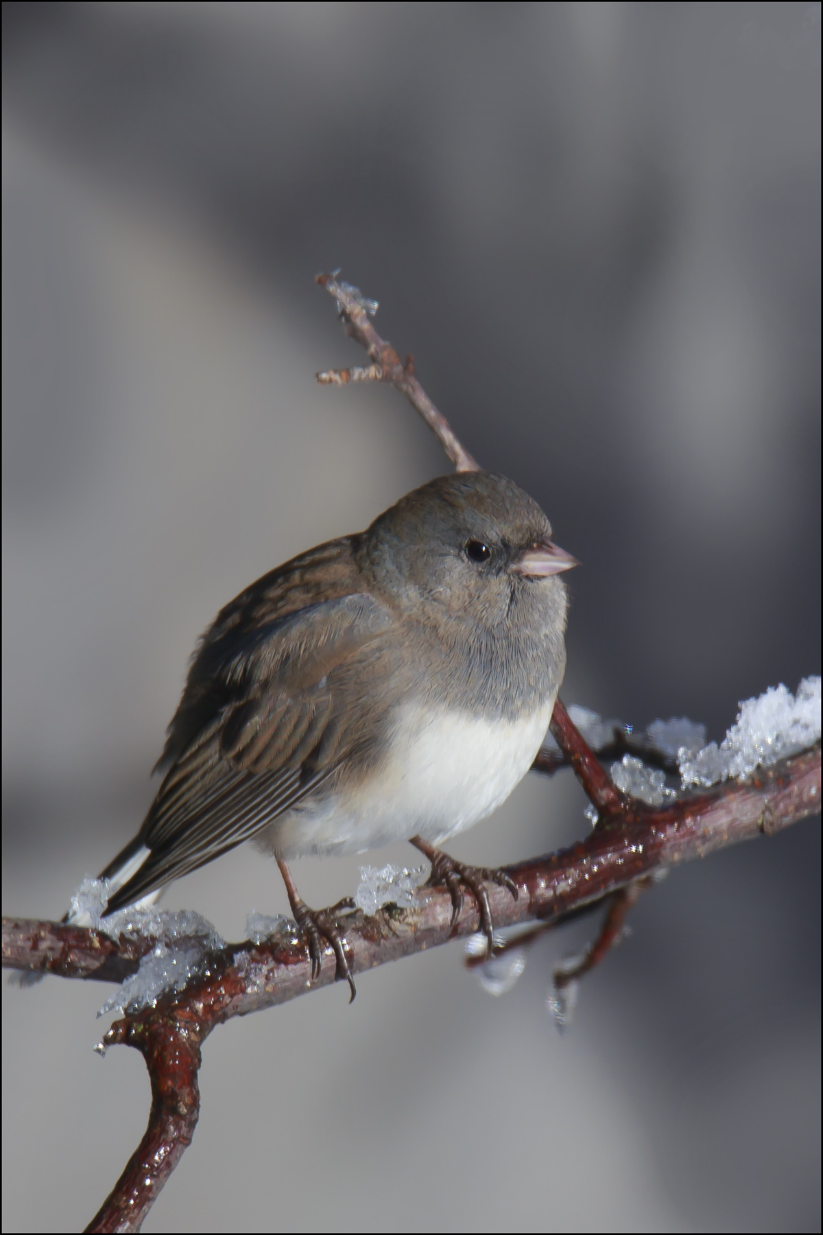 Junco