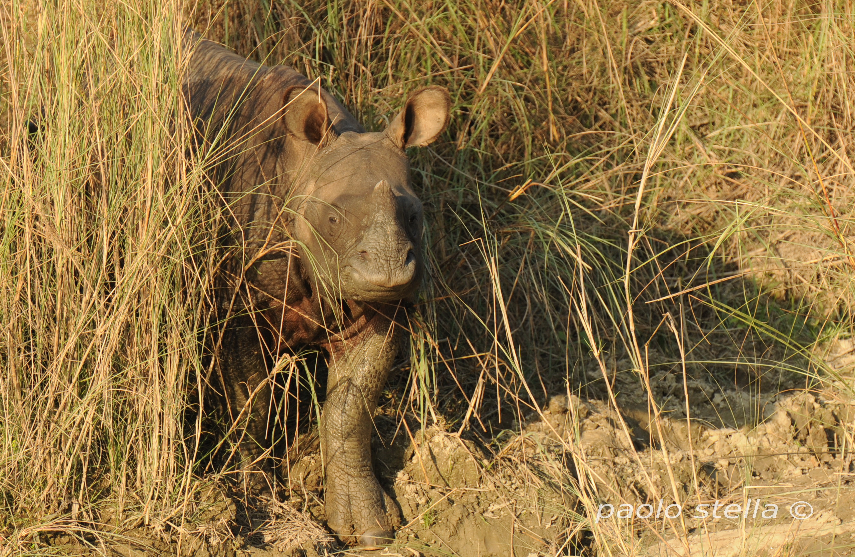 baby indian rhino,Chitwan National Park