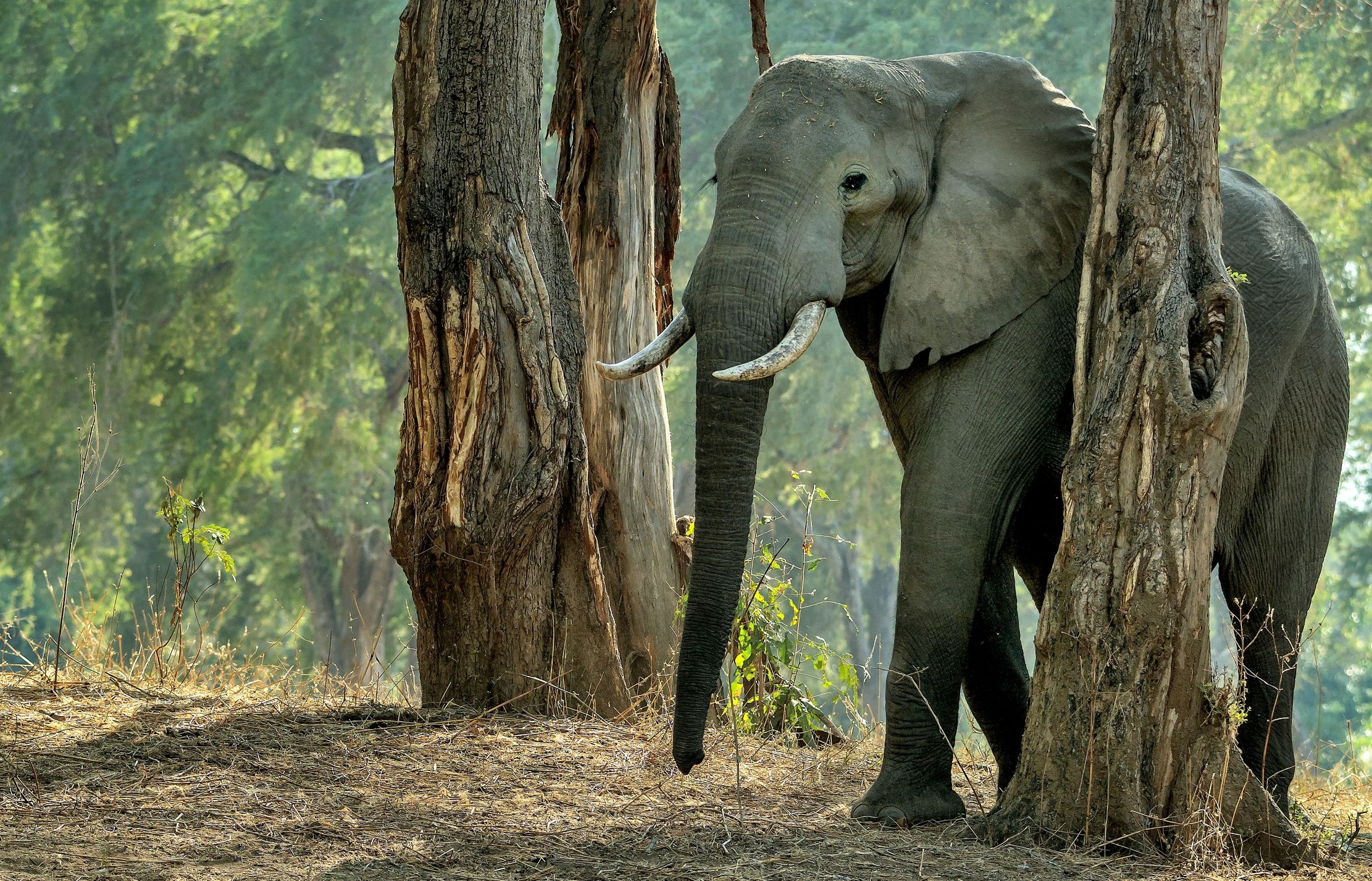 Zambia 2015 - Elephant