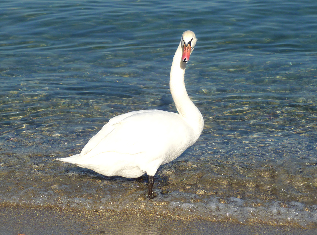 Royal Swan Sirmione doc