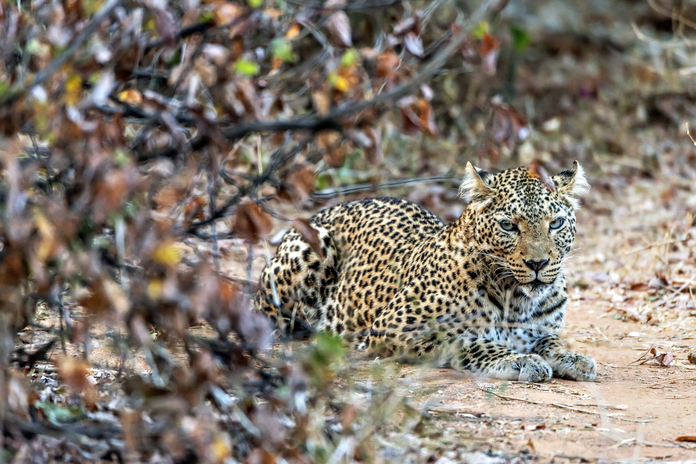 Zambia 2015 - Leopard