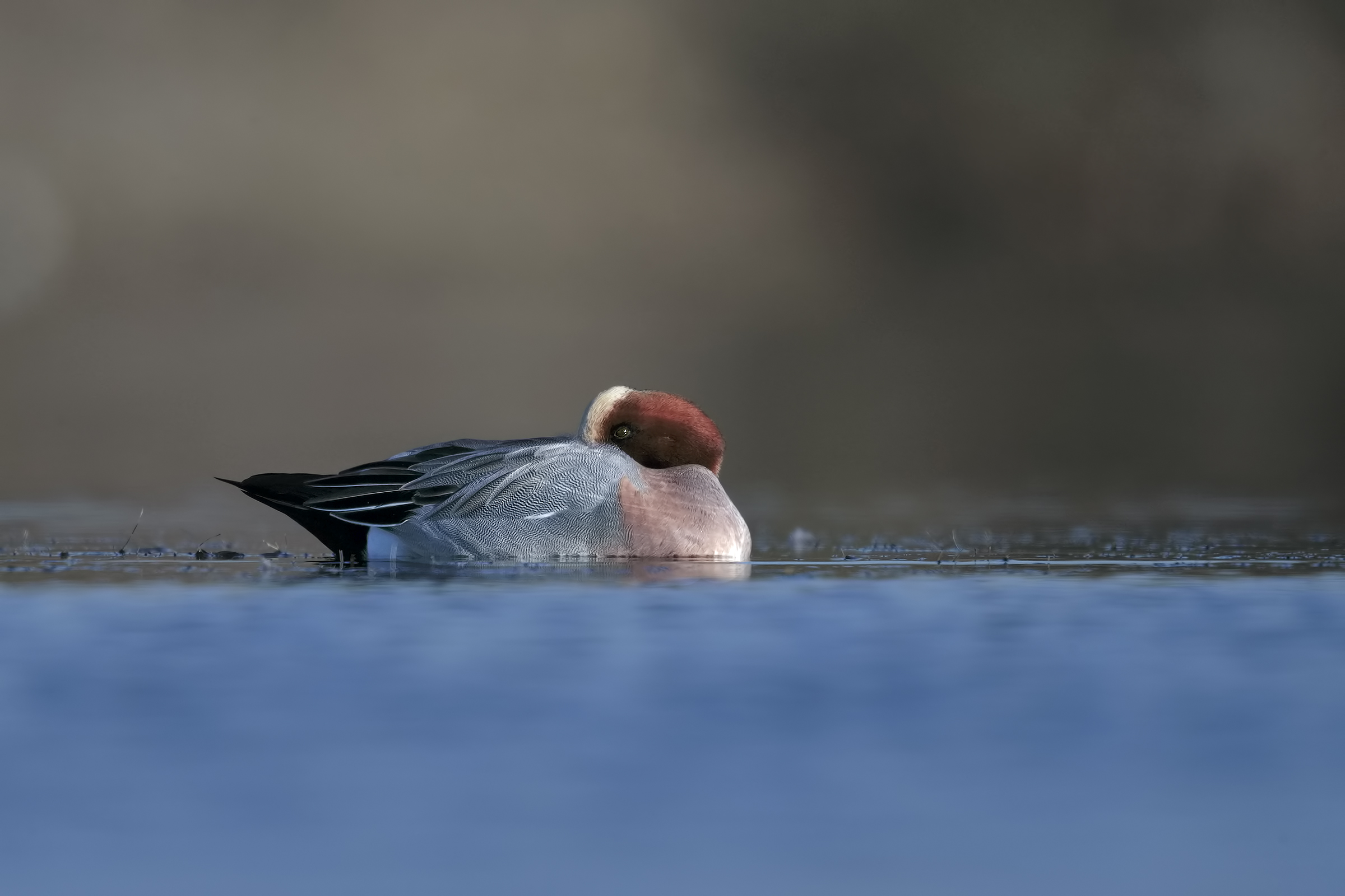Wigeon
