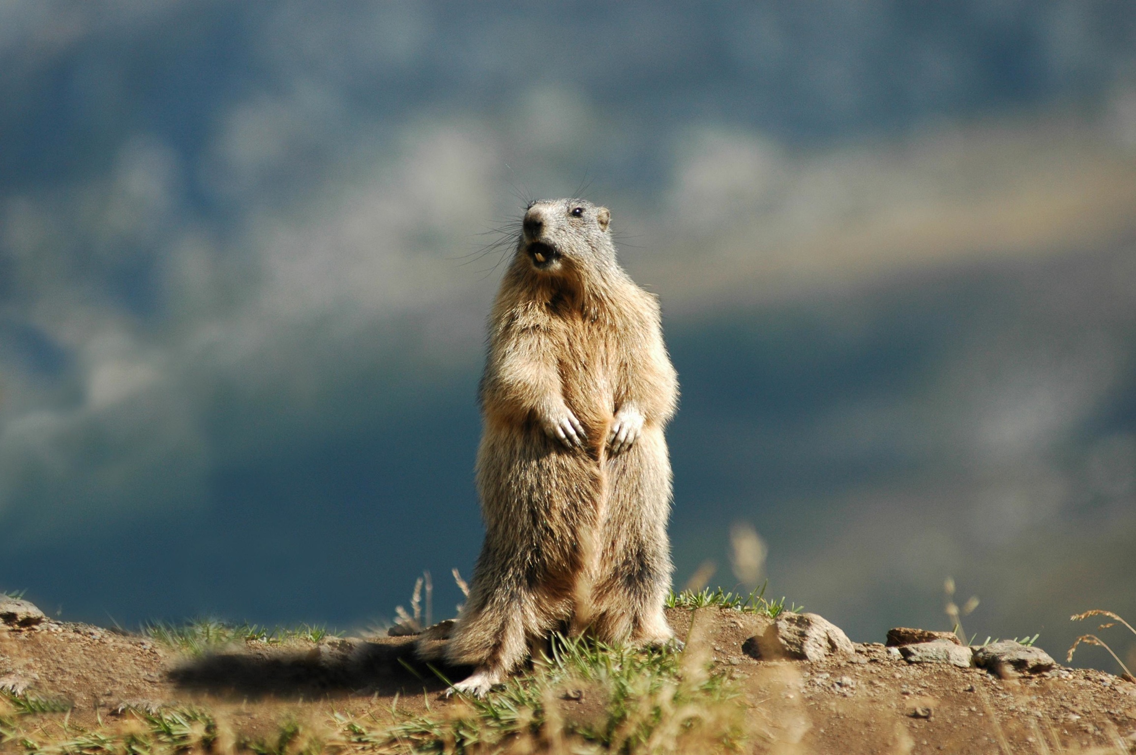 Marmotta
