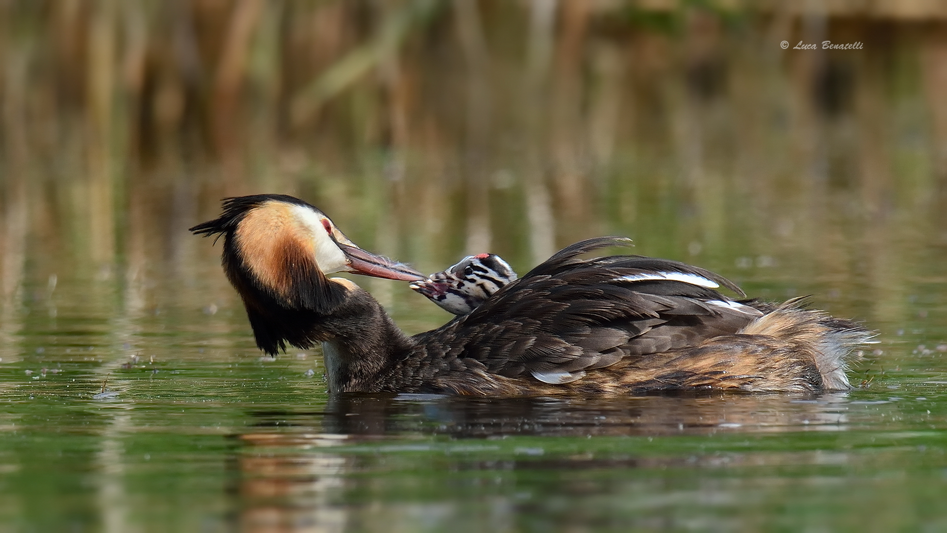 Great Crested Grebe