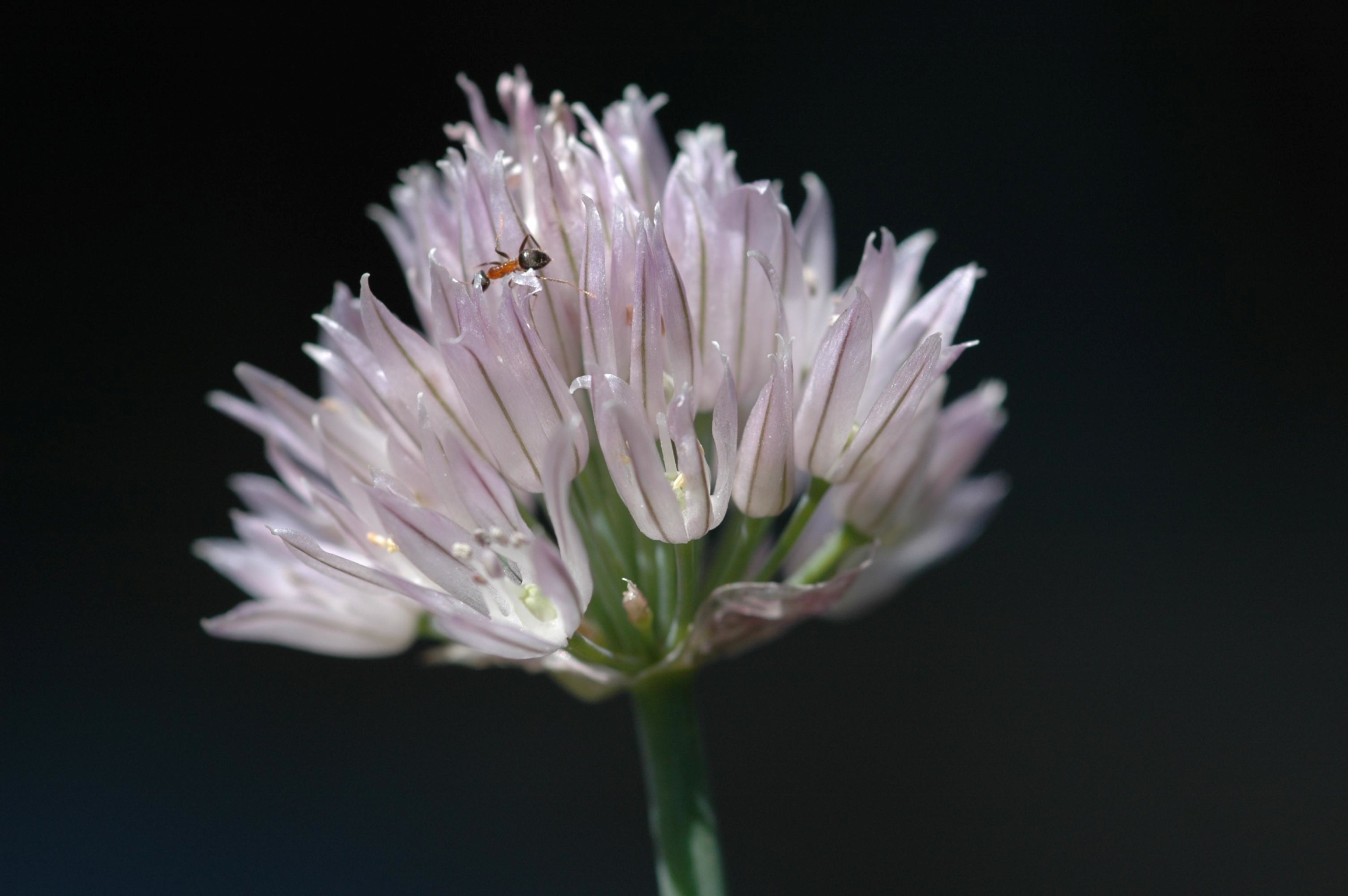 Fiore dell'aglio con ospite