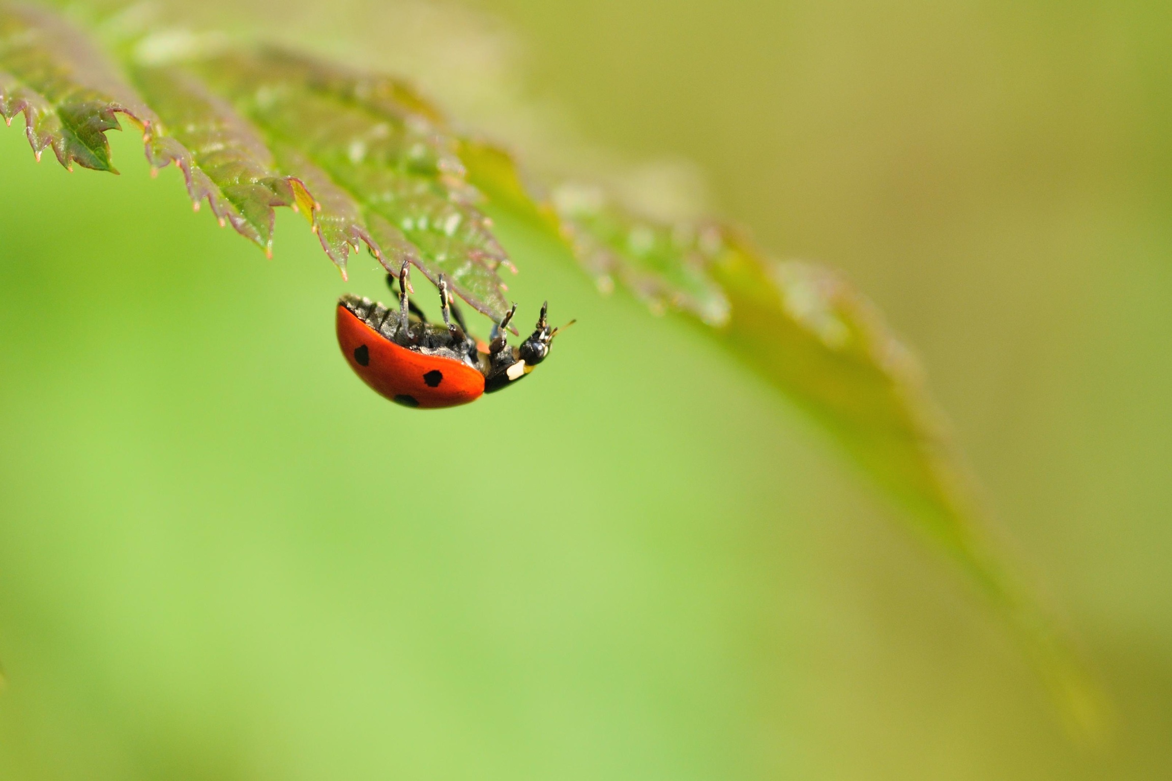 Cammino a testa in giu'