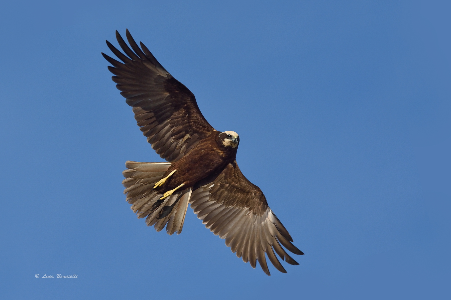 Marsh harrier