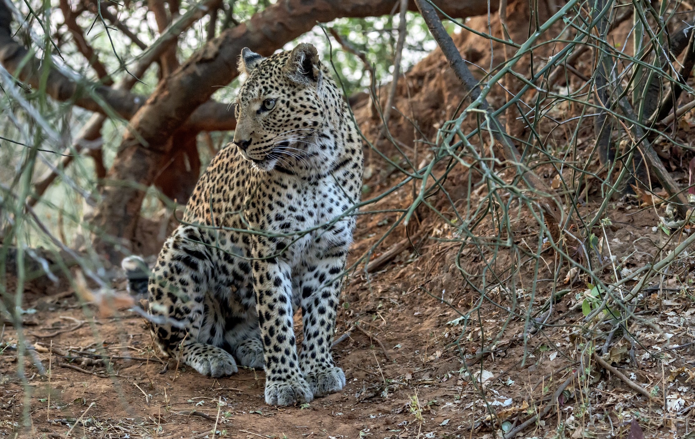 Zambia 2015 - Leopard
