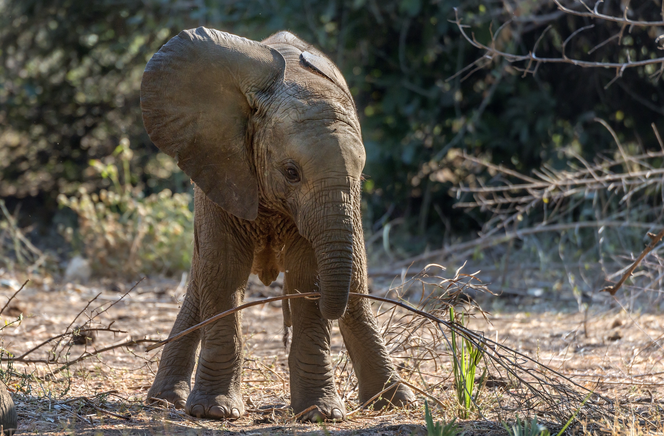 Zambia 2015 - Cucciolo