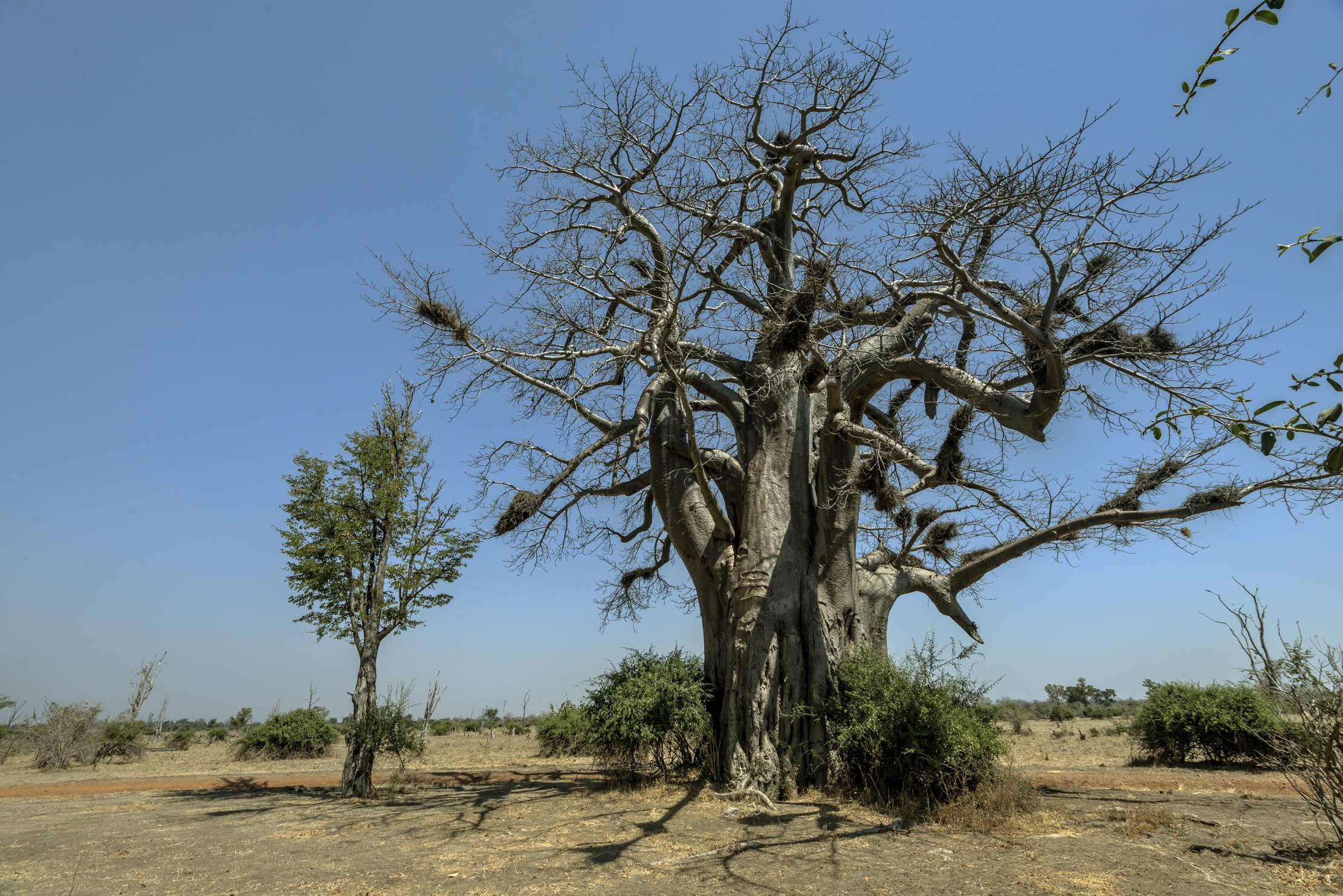 Zambia 2015 - Baobab