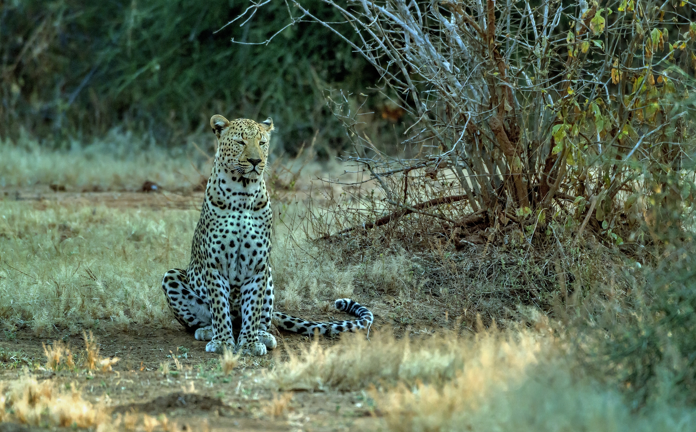 Zambia 2015 - Leopard