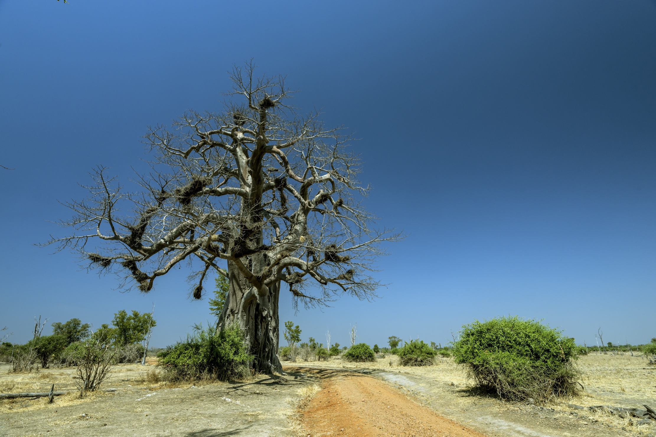 Zambia 2015 - Baobab