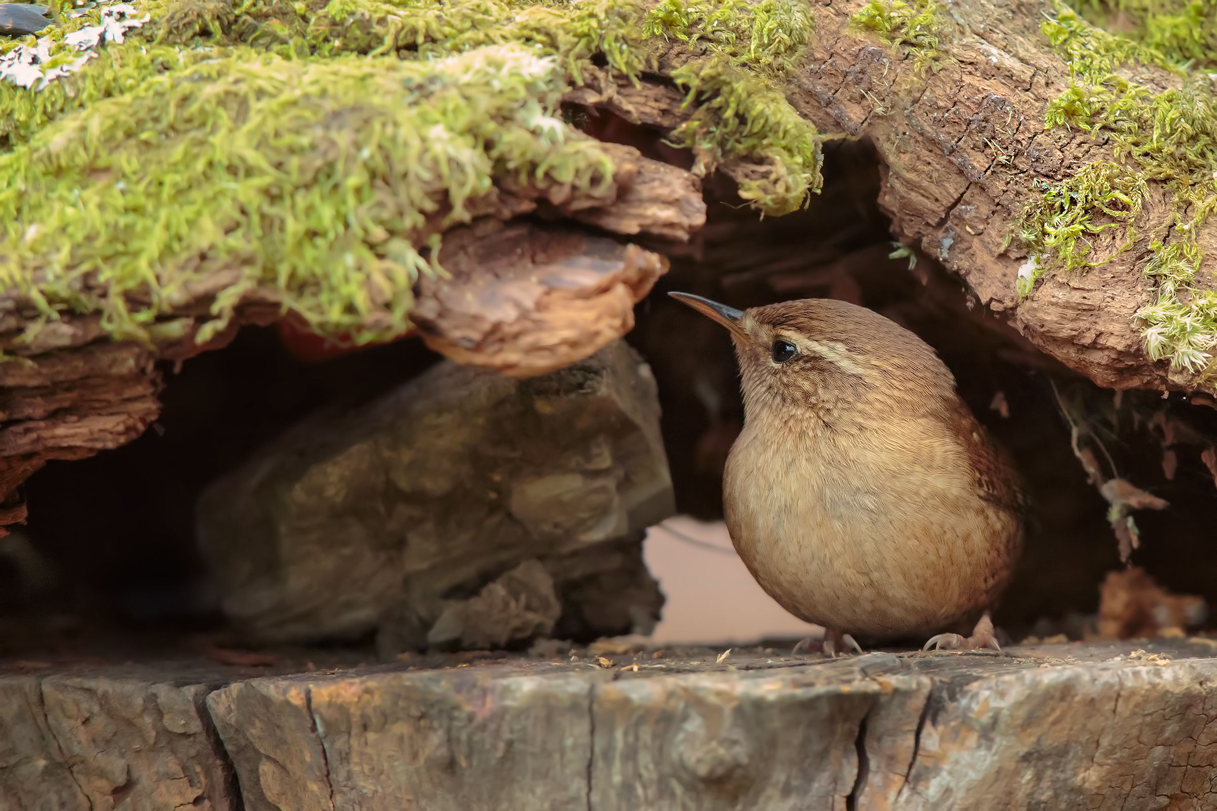Scricciolo a 12800 ISO