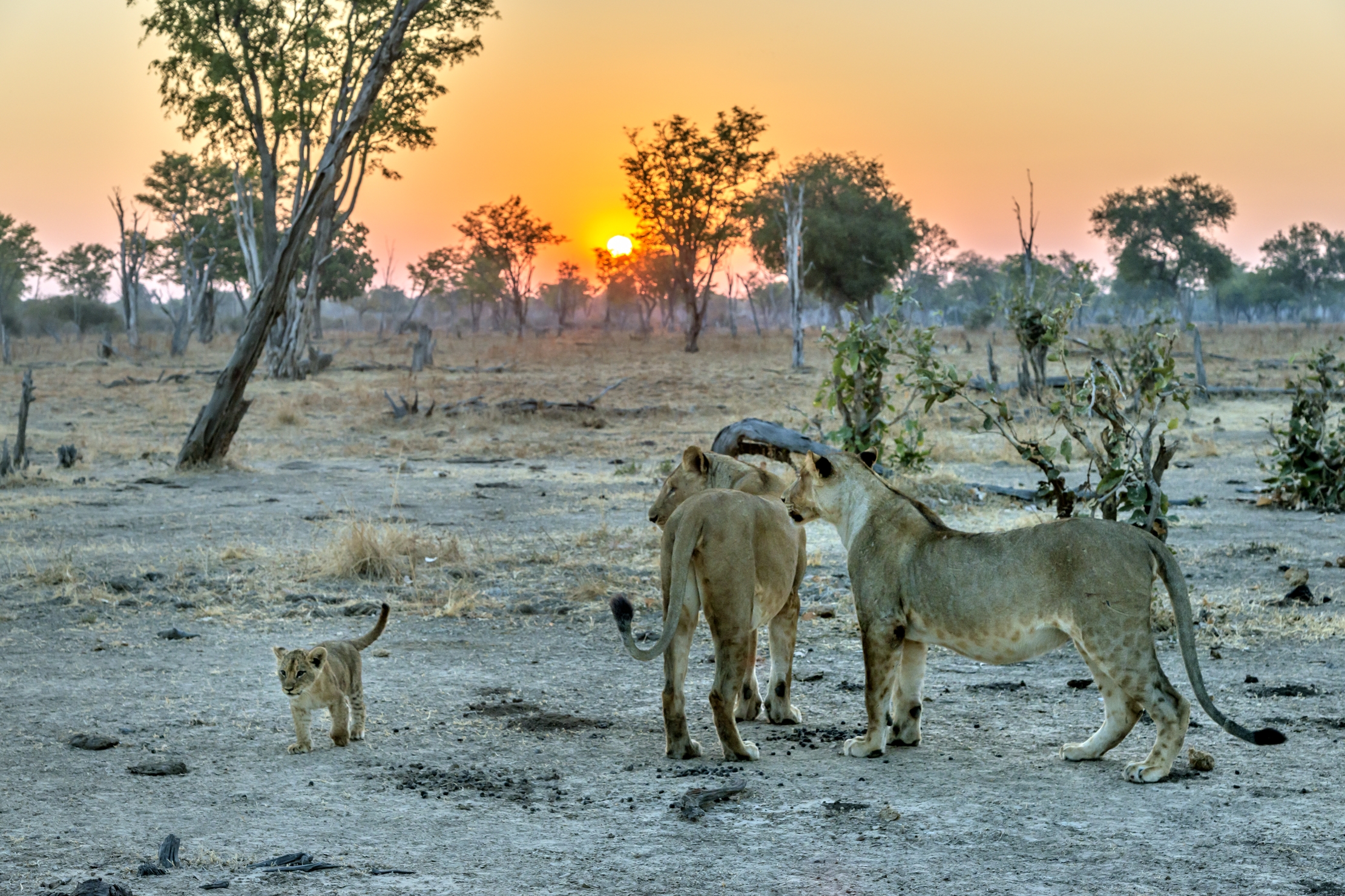Zambia 2015 - Il futuro