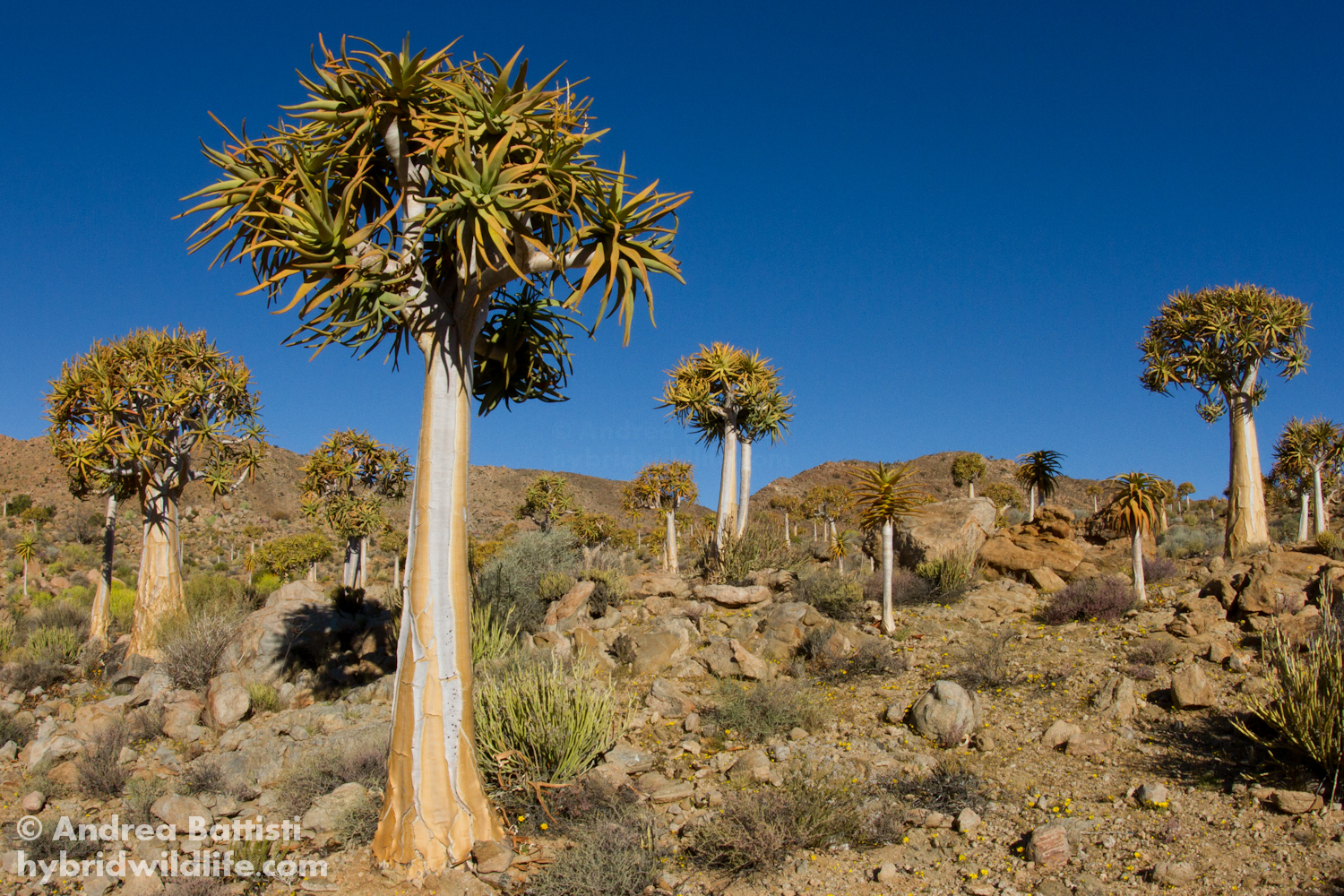 Bosco di Aloe dicotoma
