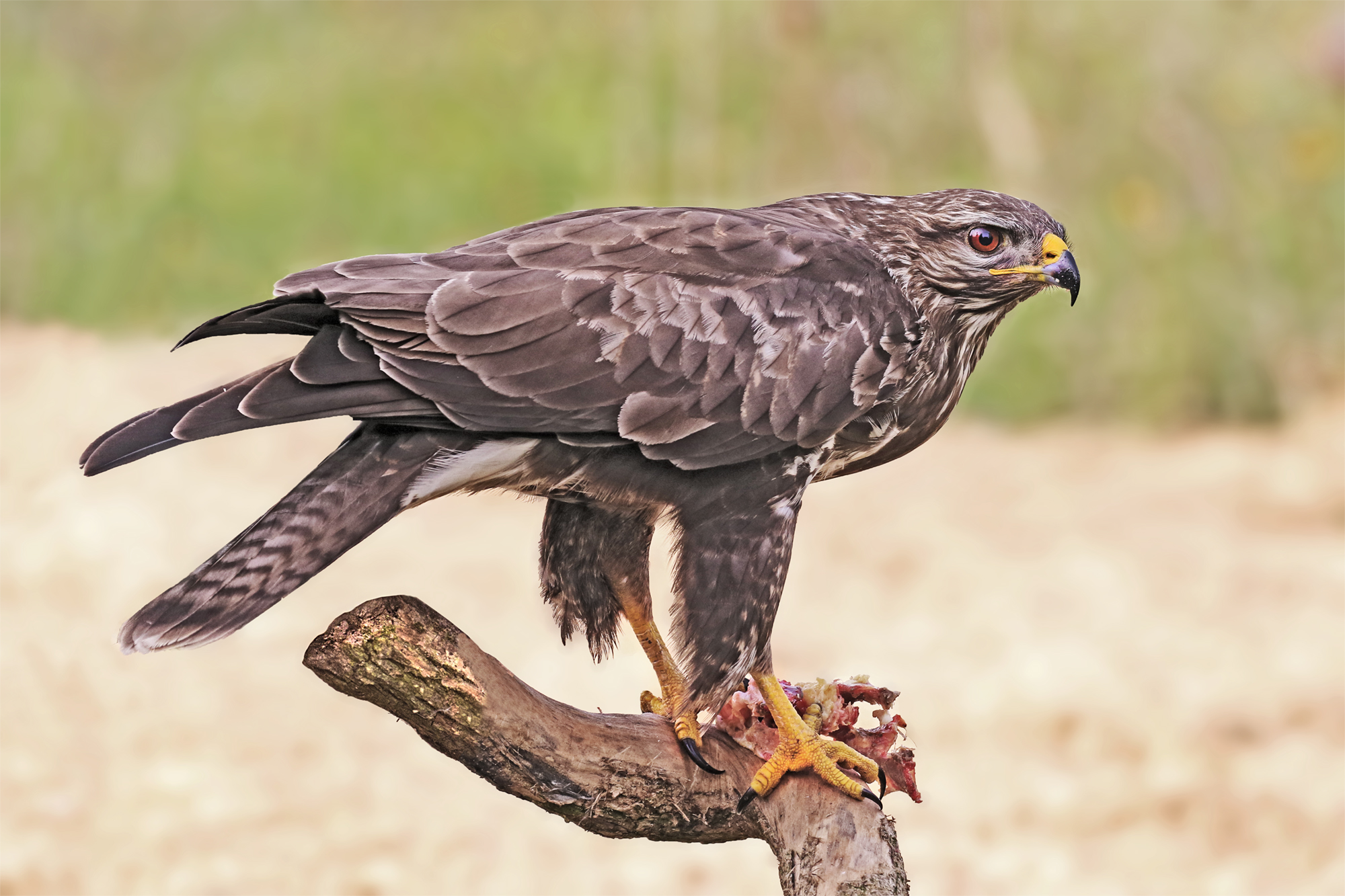 Buzzard 2