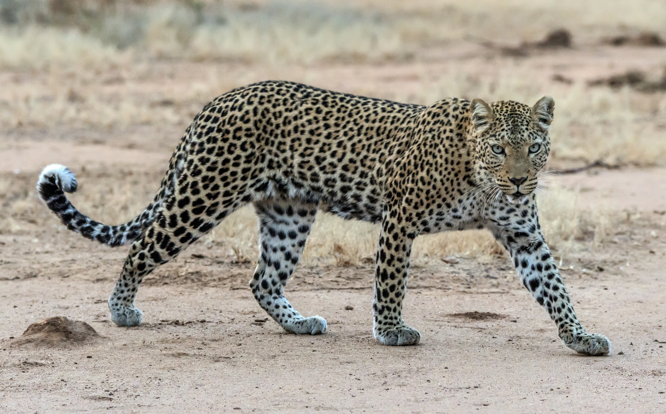 Zambia 2015 - Leopard