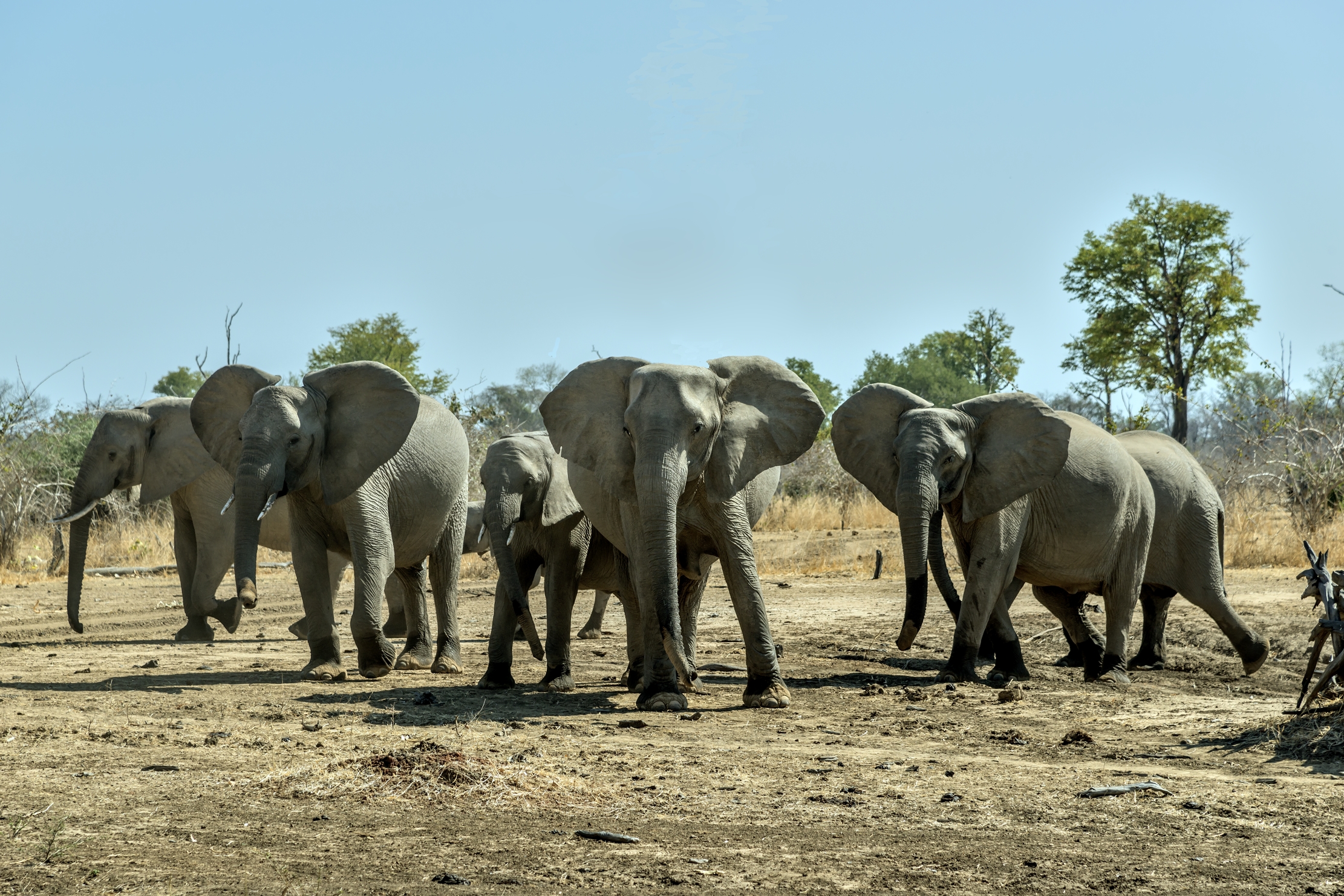 Zambia 2015 - In formazione