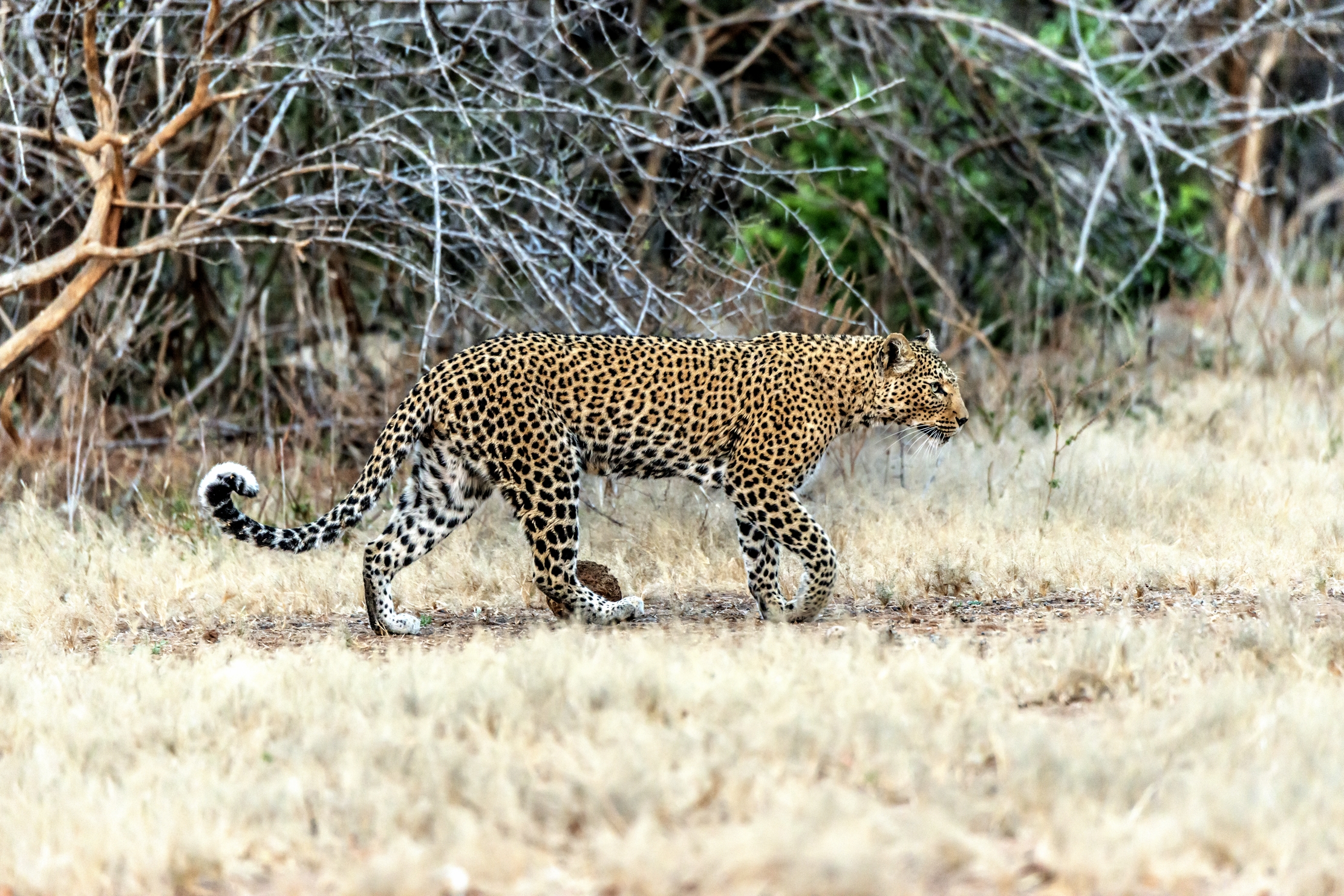 Zambia 2015 - Leopard