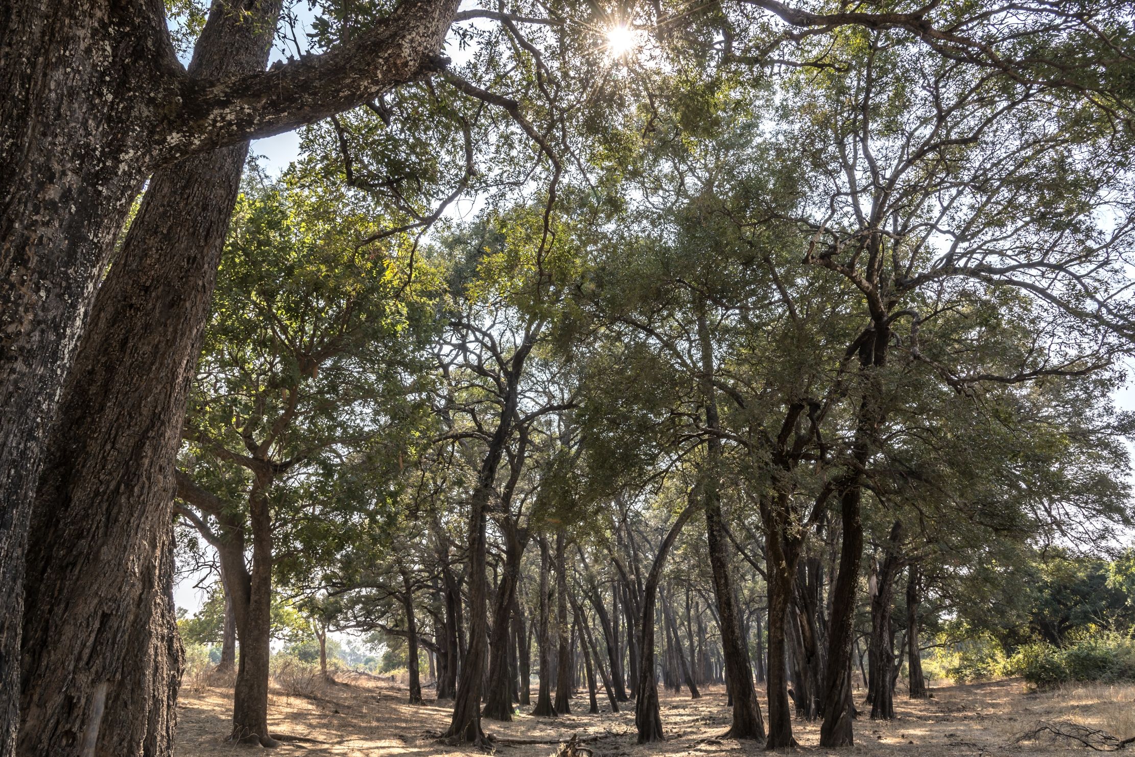 Zambia 2015 - Foresta di mogano