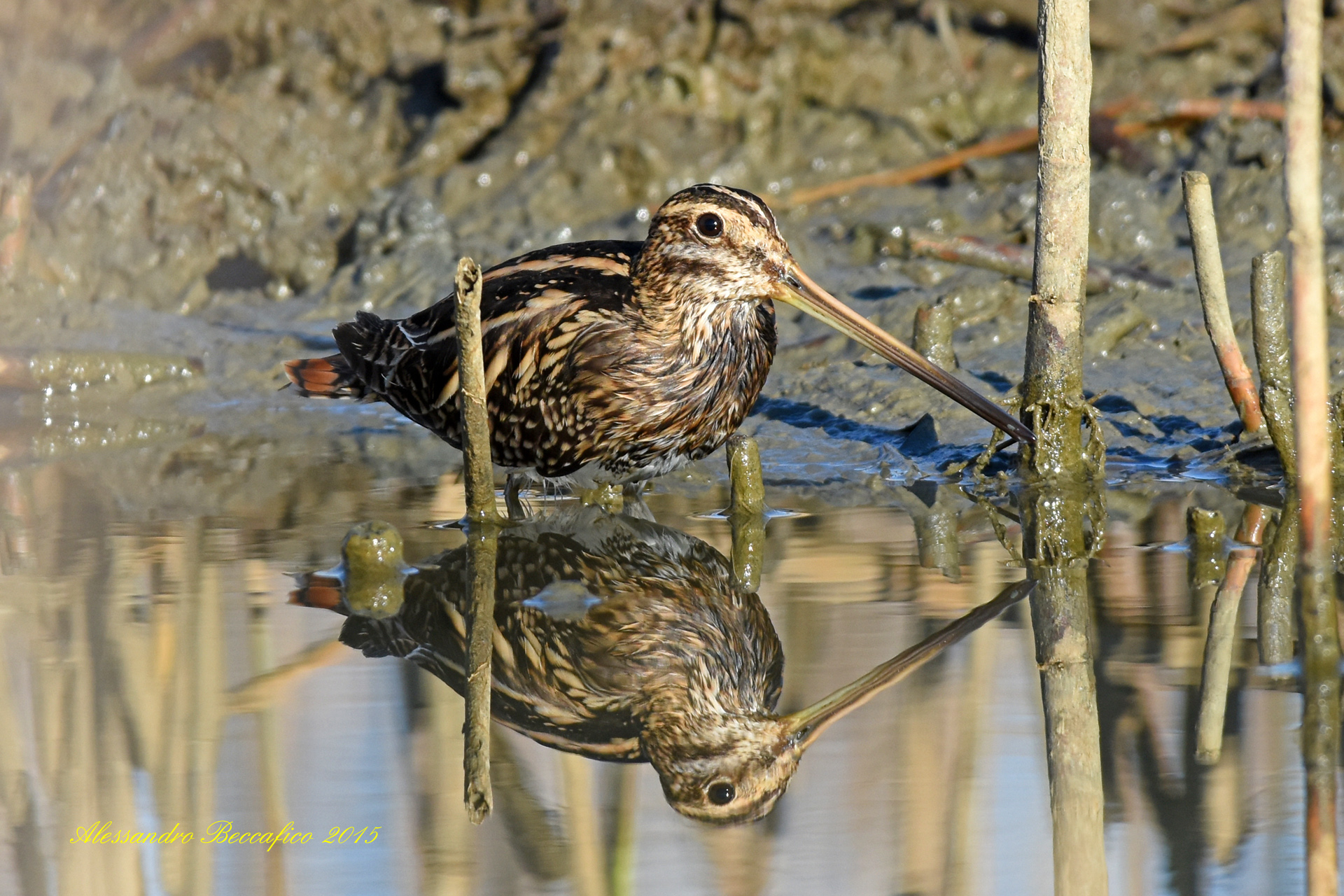 Common snipe (Gallinago gallinago)