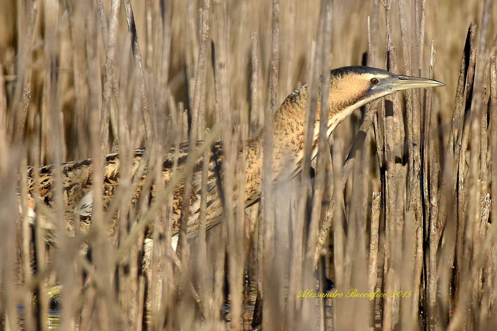 Bittern (Botaurus stellaris)