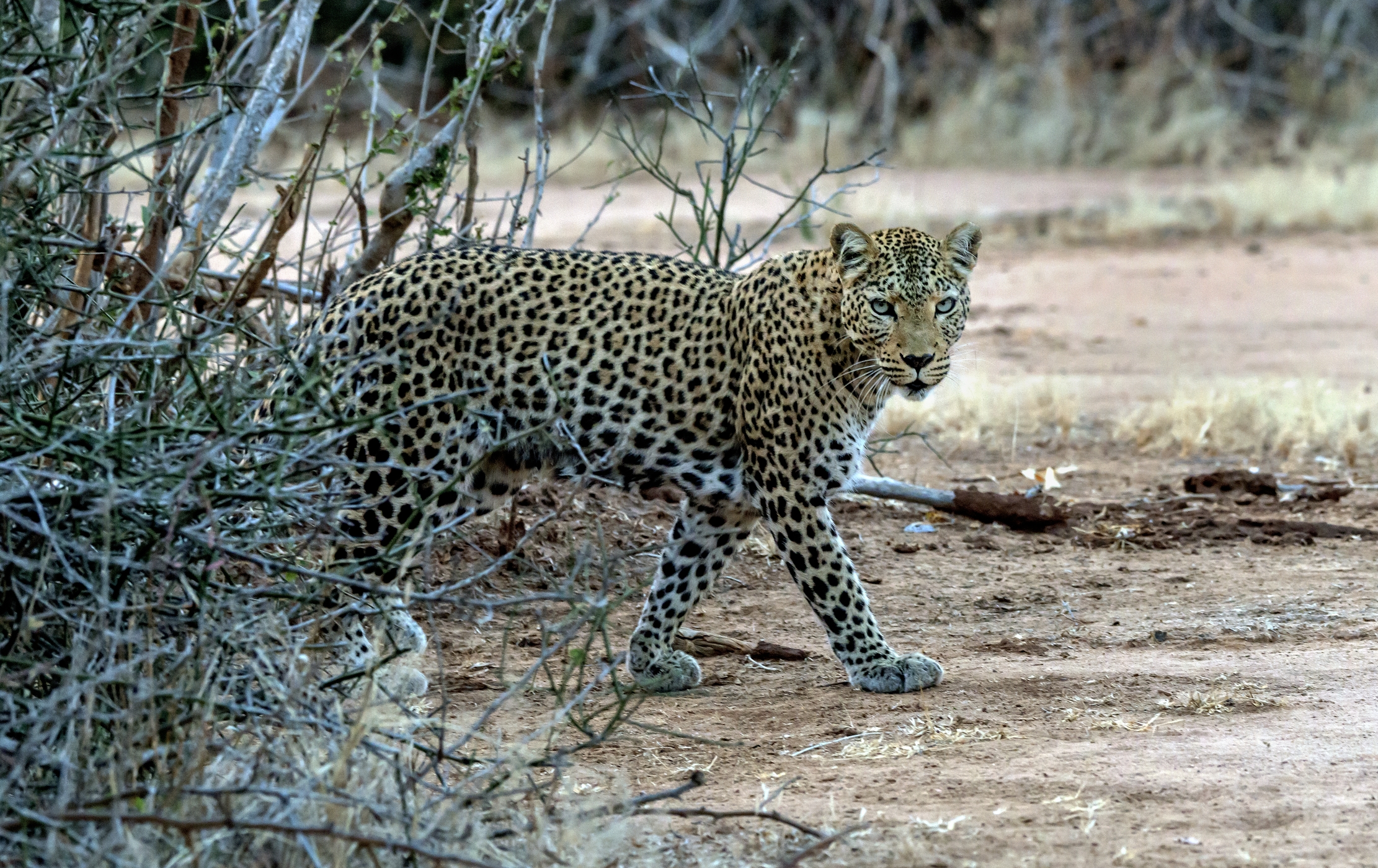 Zambia 2015 - Dalla boscaglia