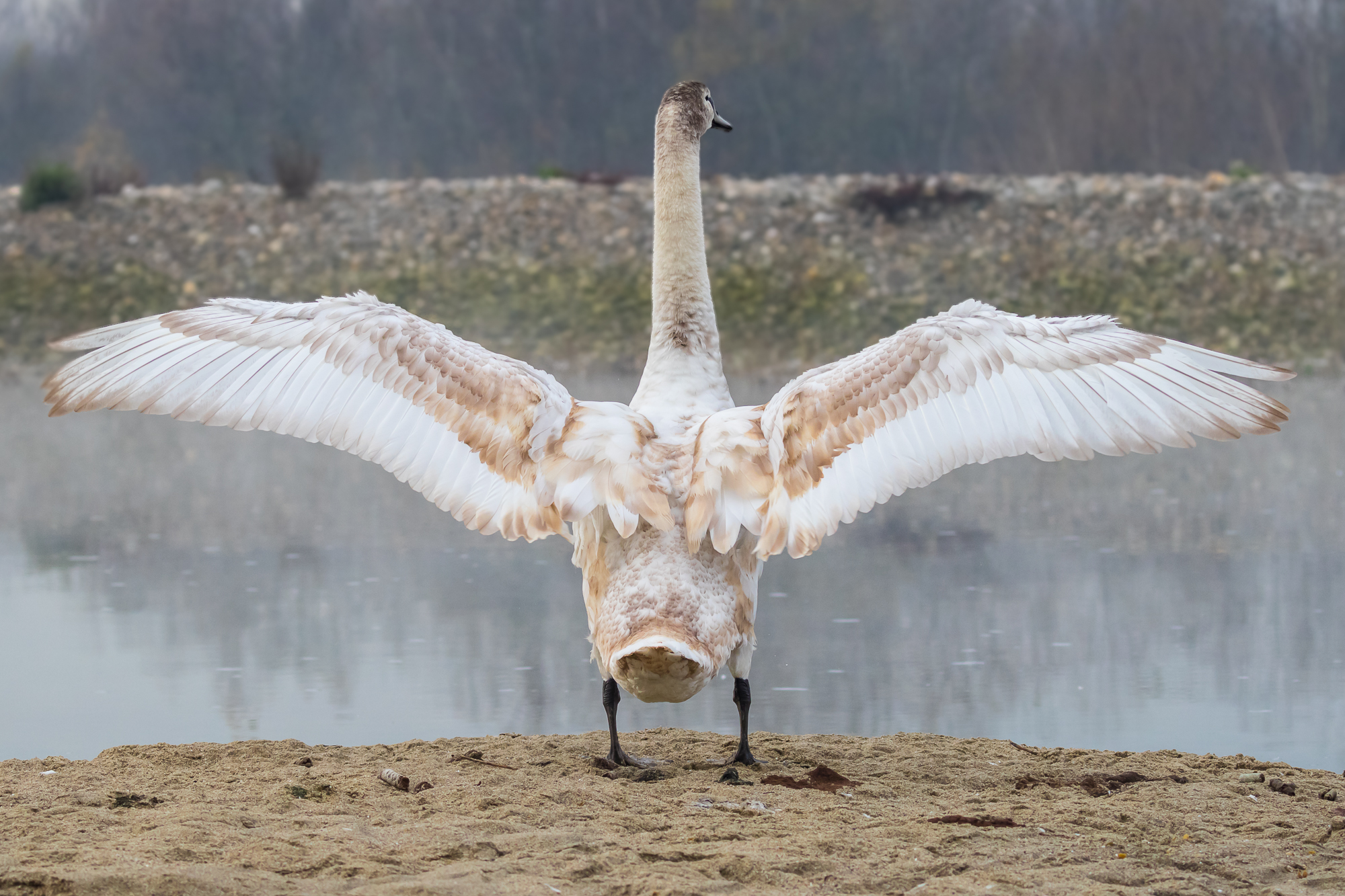 The wings of the swan