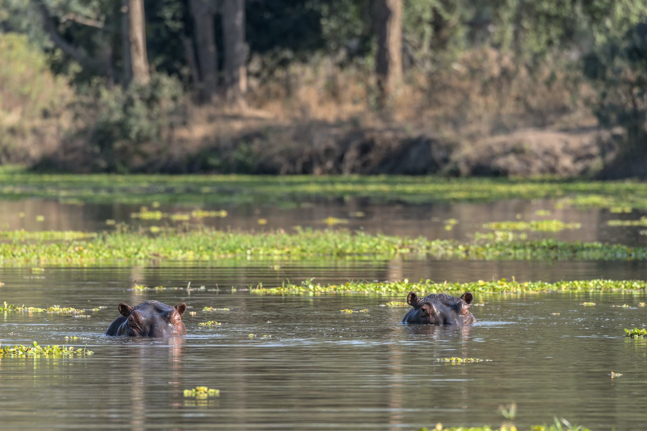 Zambia 2015 - Lover Zambesi