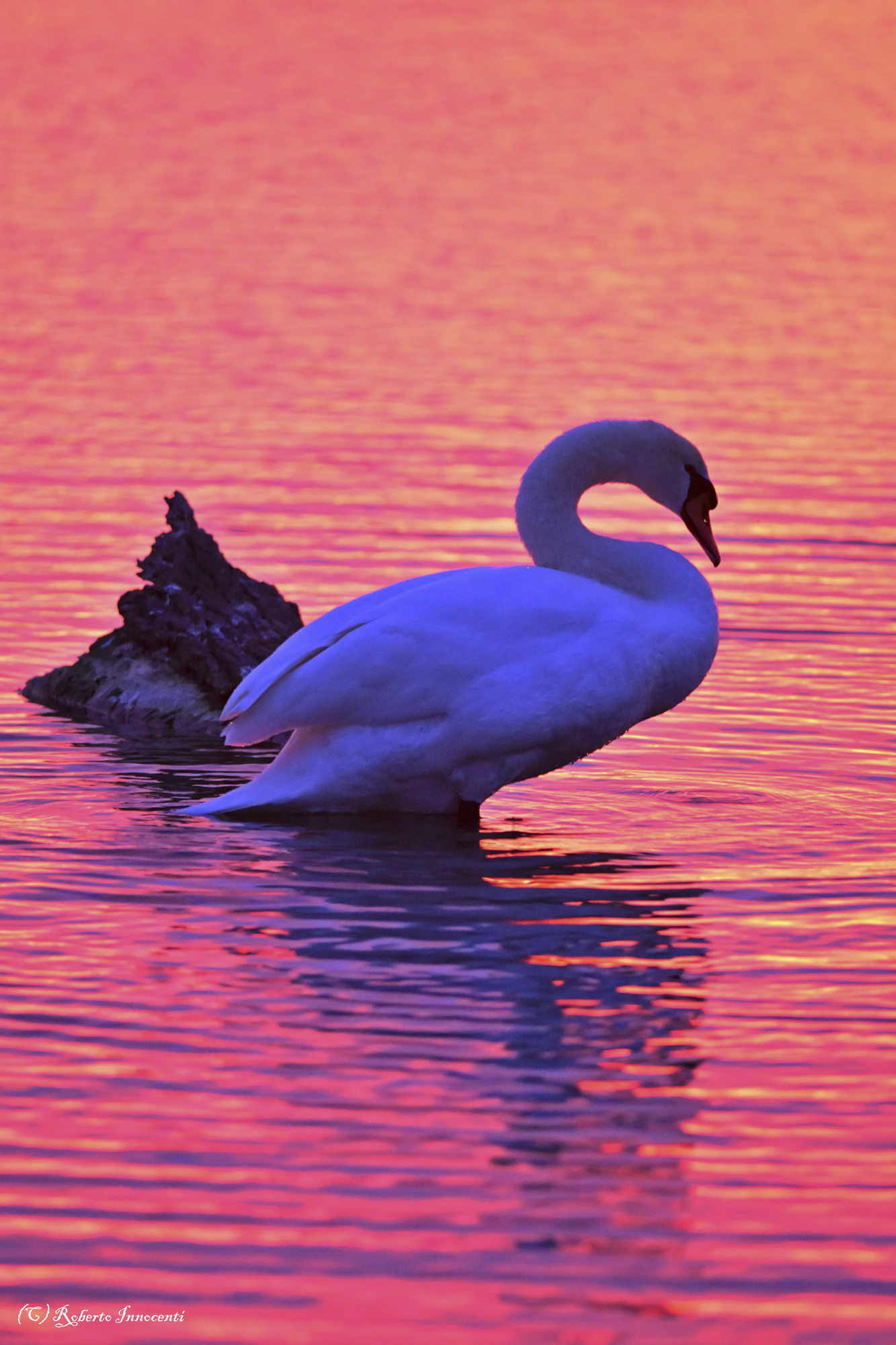 When the water turns red (Oasis of the nerve)