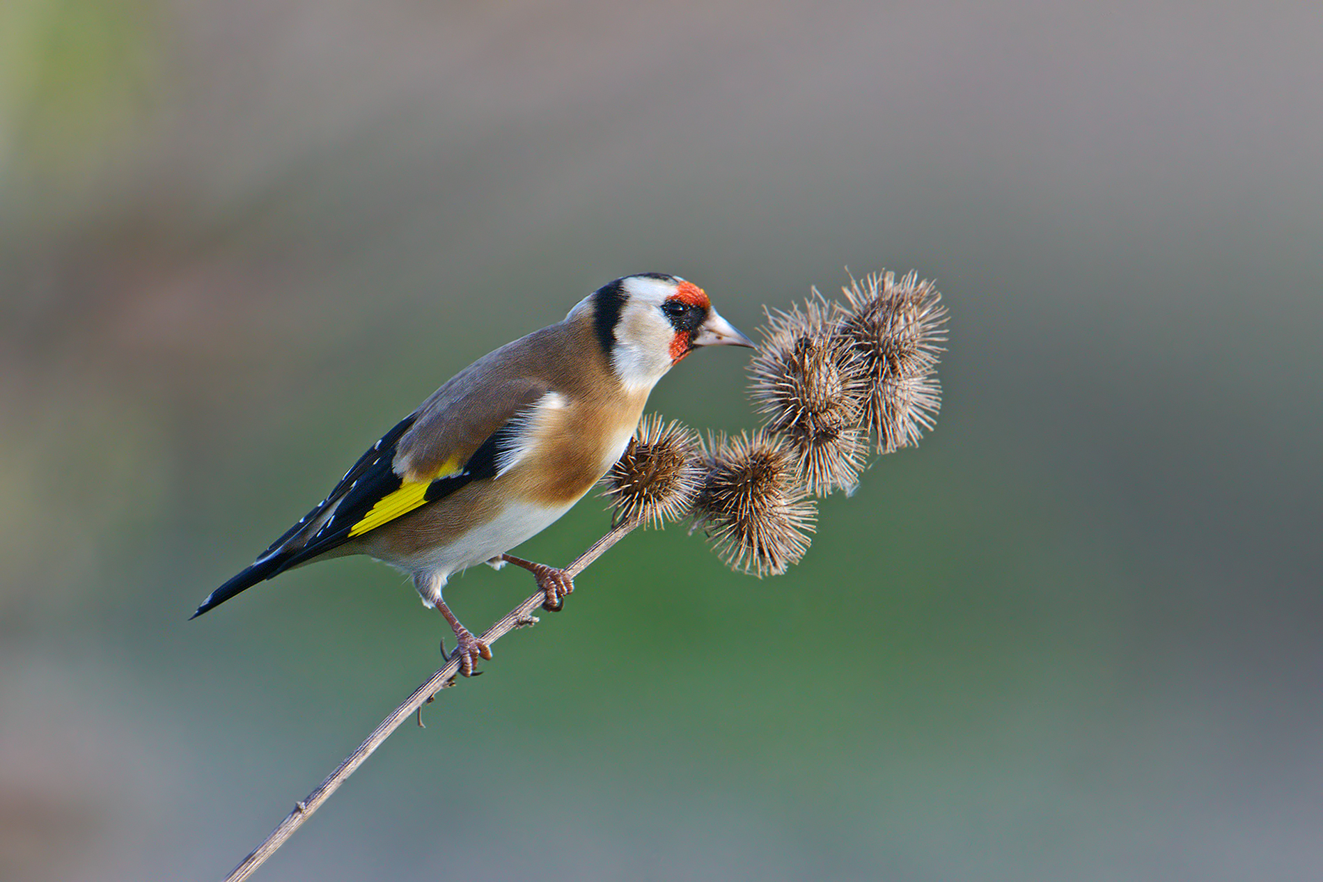 goldfinch